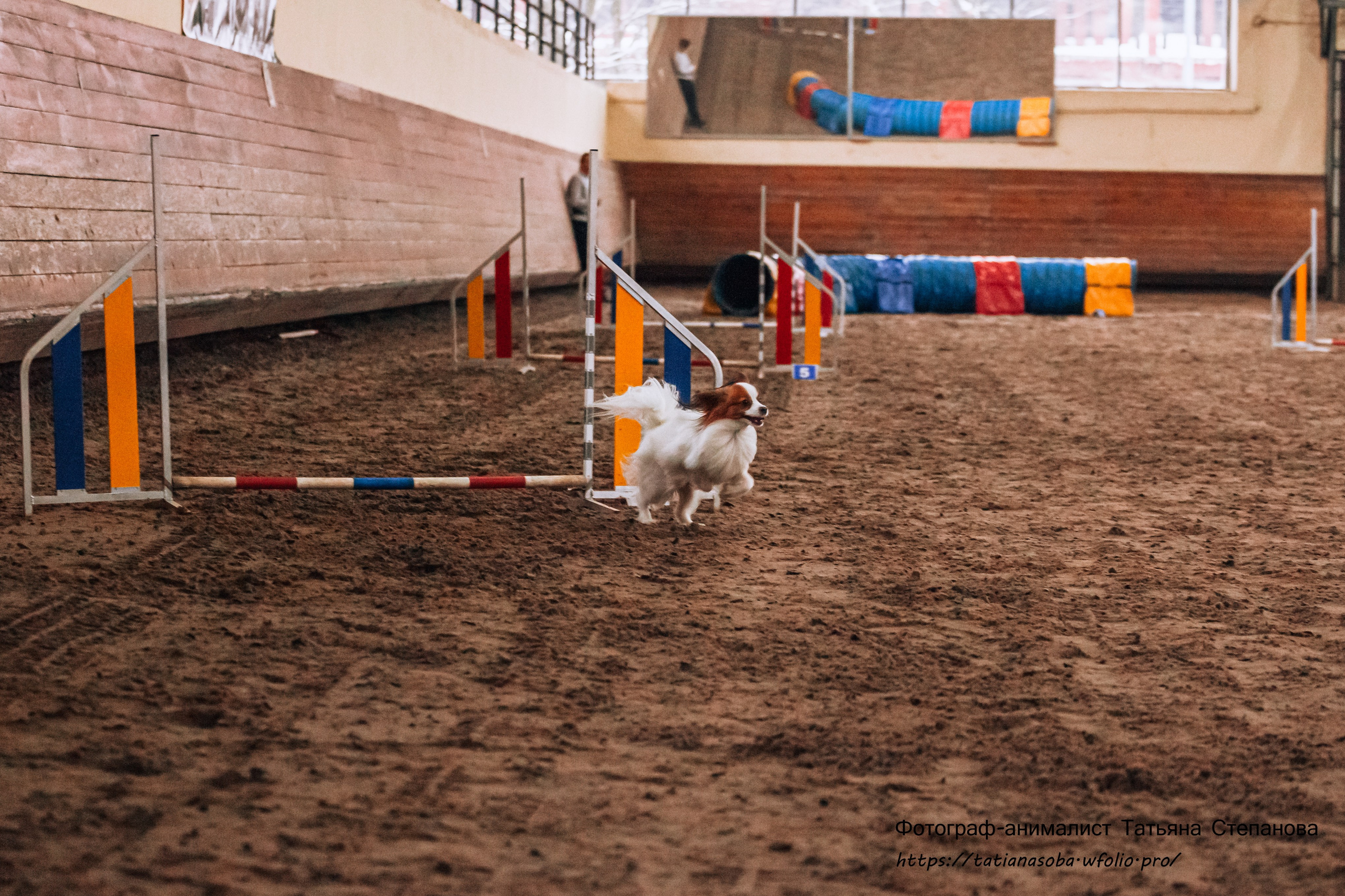 Соревнования по Аджилити 25.02.2024. Фотограф-анималист Татьяна Степанова