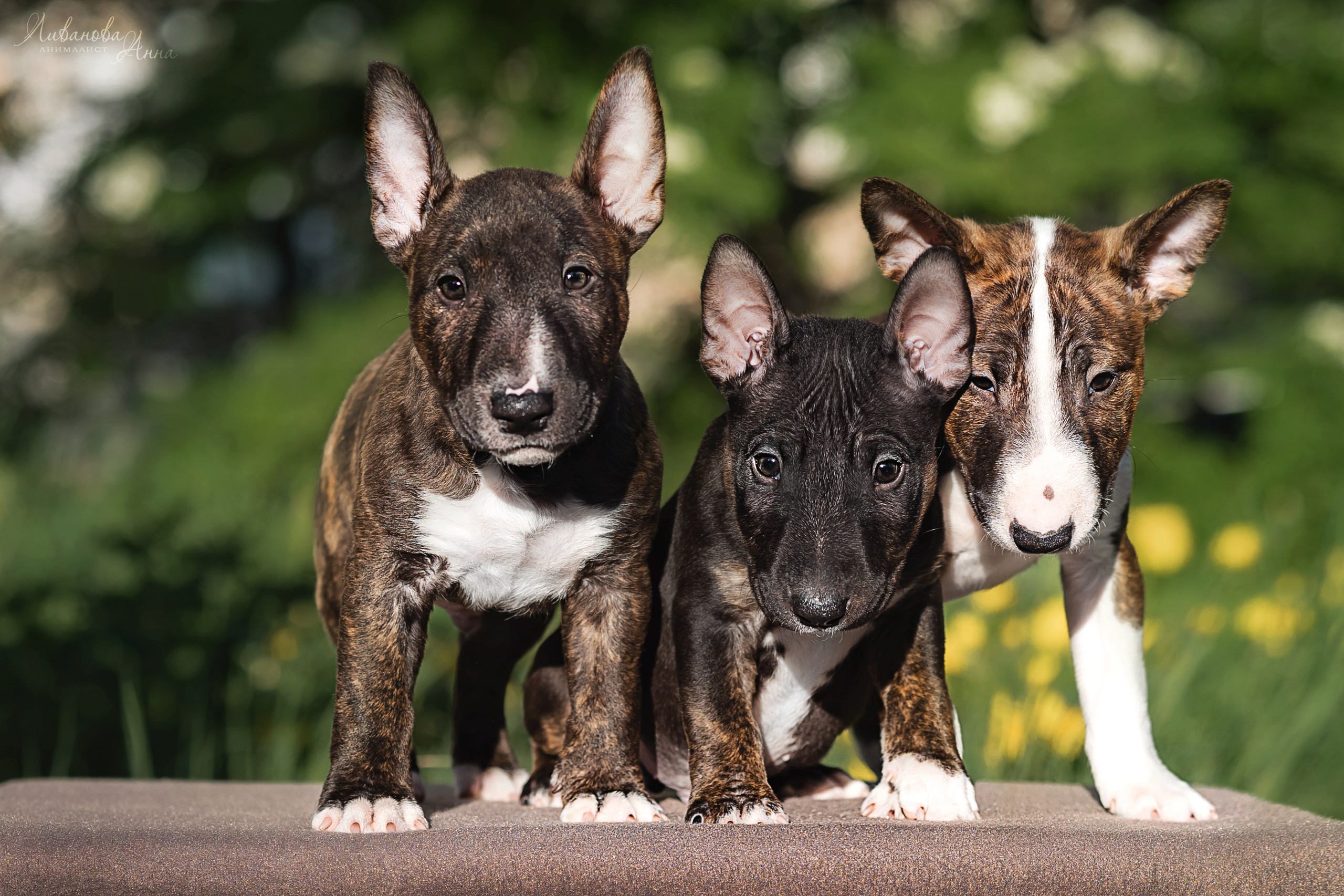 Минибультерьерчики. Фотограф анималист Аня Ливанова | Рыбинск