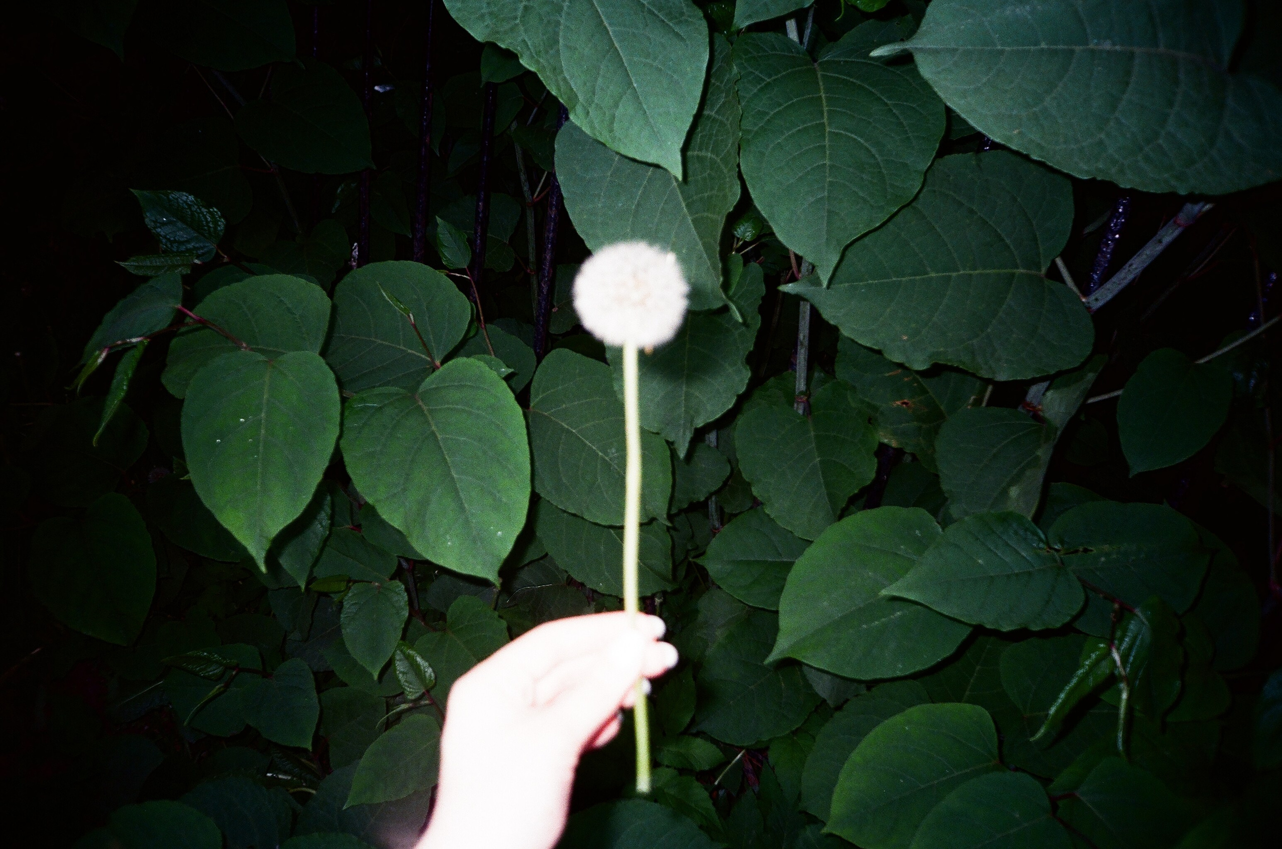 Summertime. ELINA VLADI