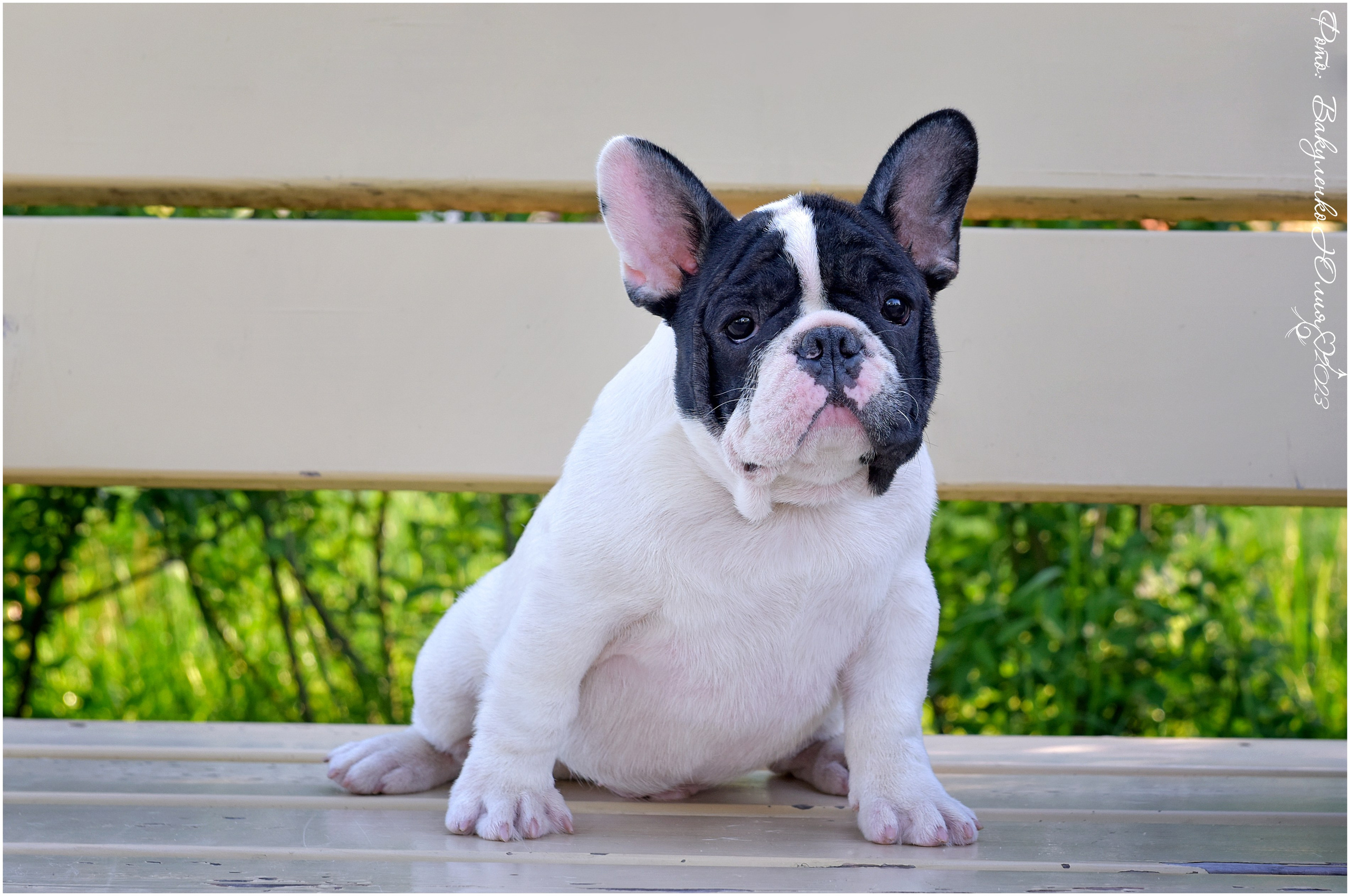 Студийная съемка. Фотограф анималист | семейный Юлия Вакуленко, г. Краснодар