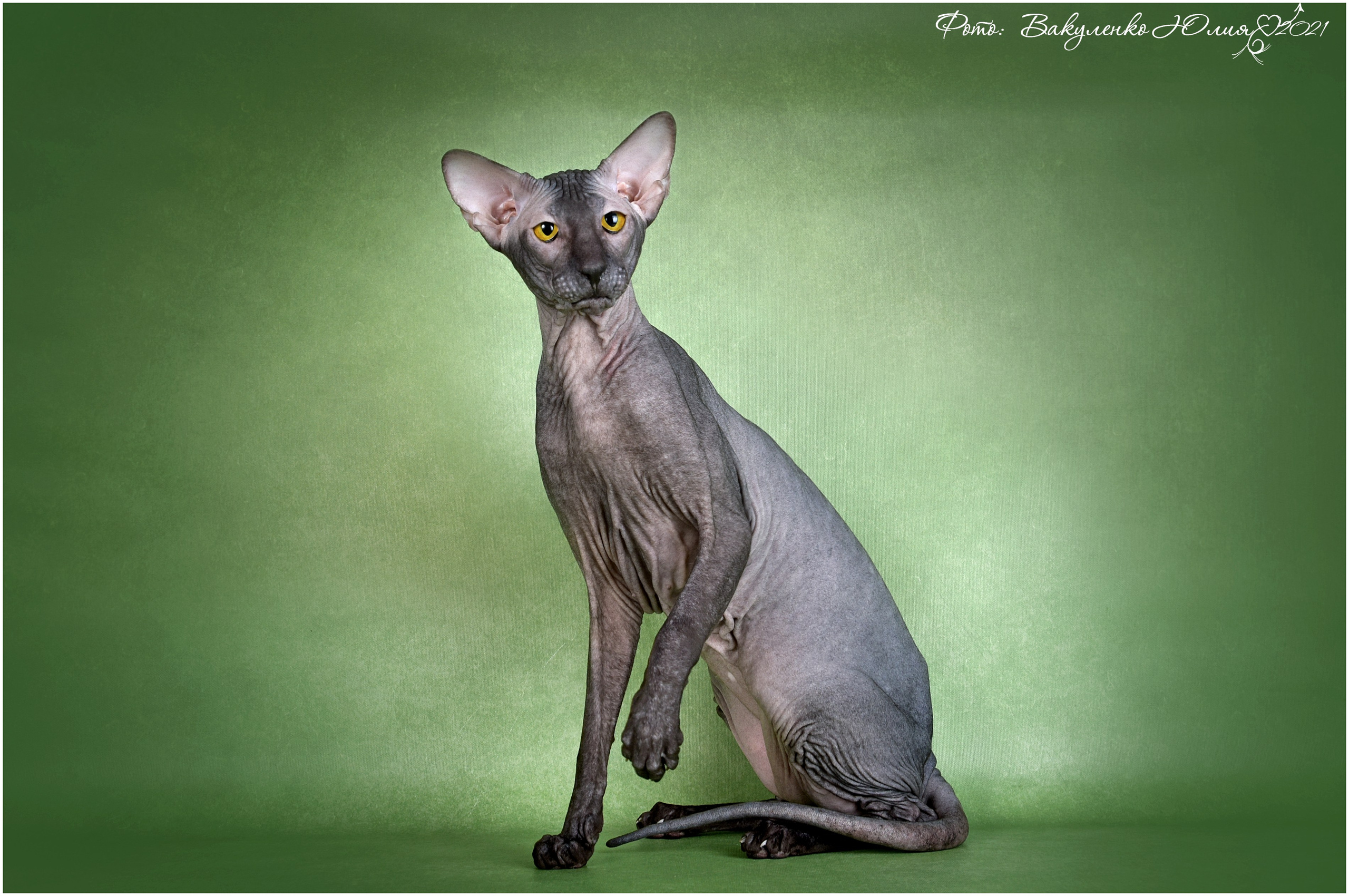 Взрослые. Фотограф анималист | семейный Юлия Вакуленко, г. Краснодар