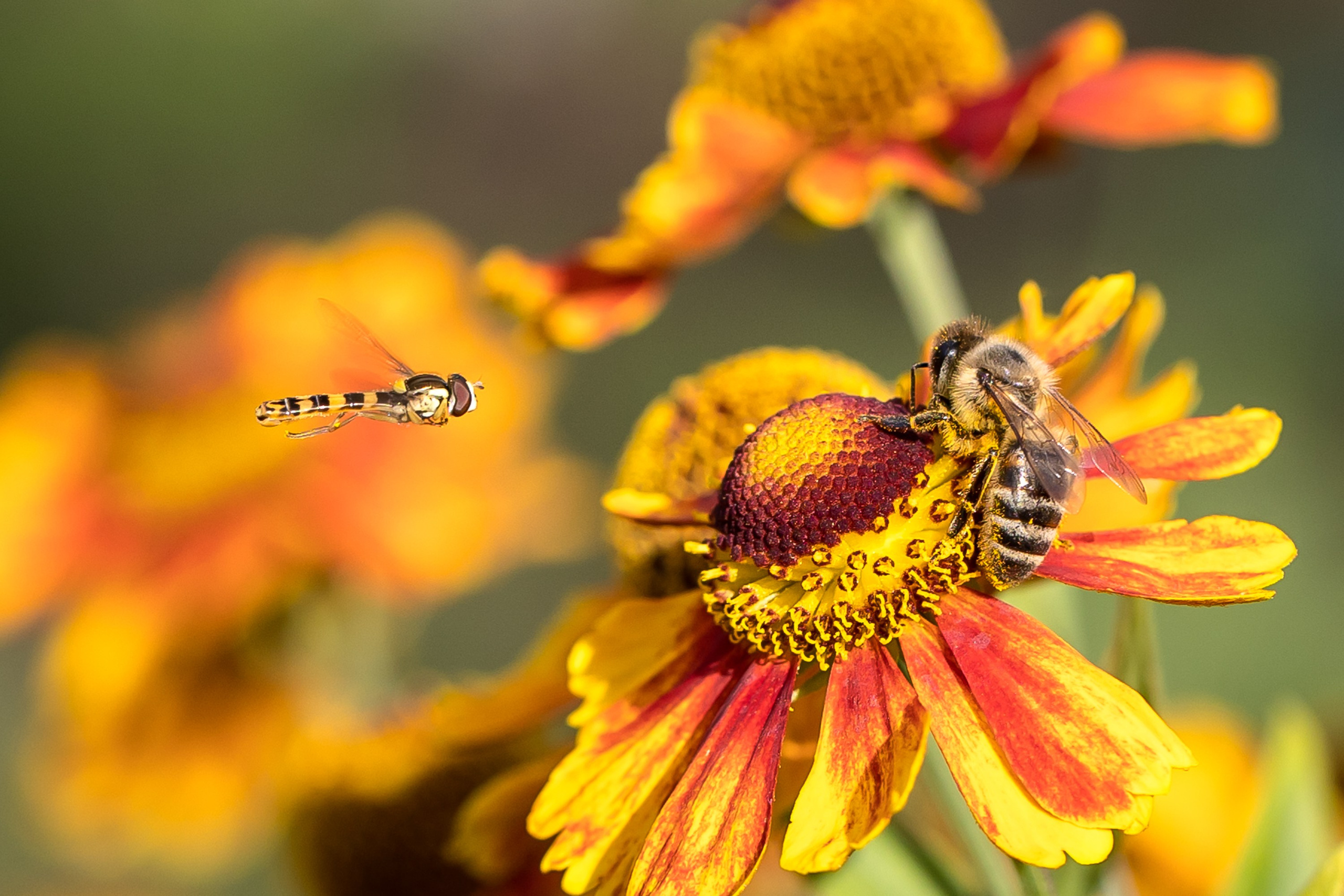 Животные. Фотограф Владимир Охрименко