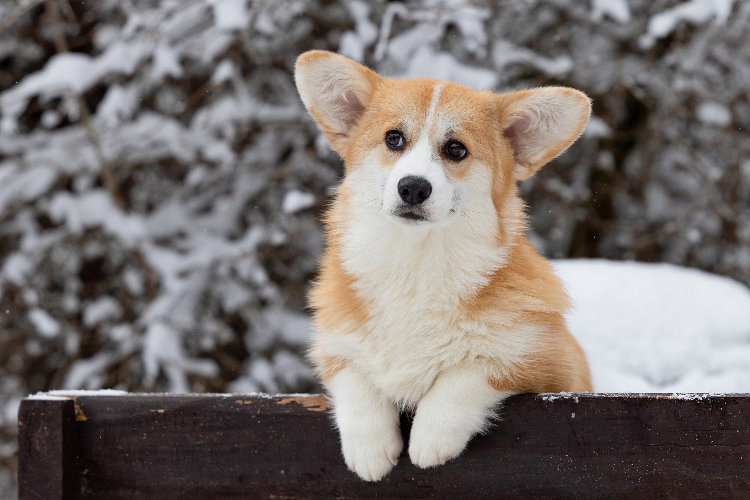 Питомник Mistycor. Мои работы