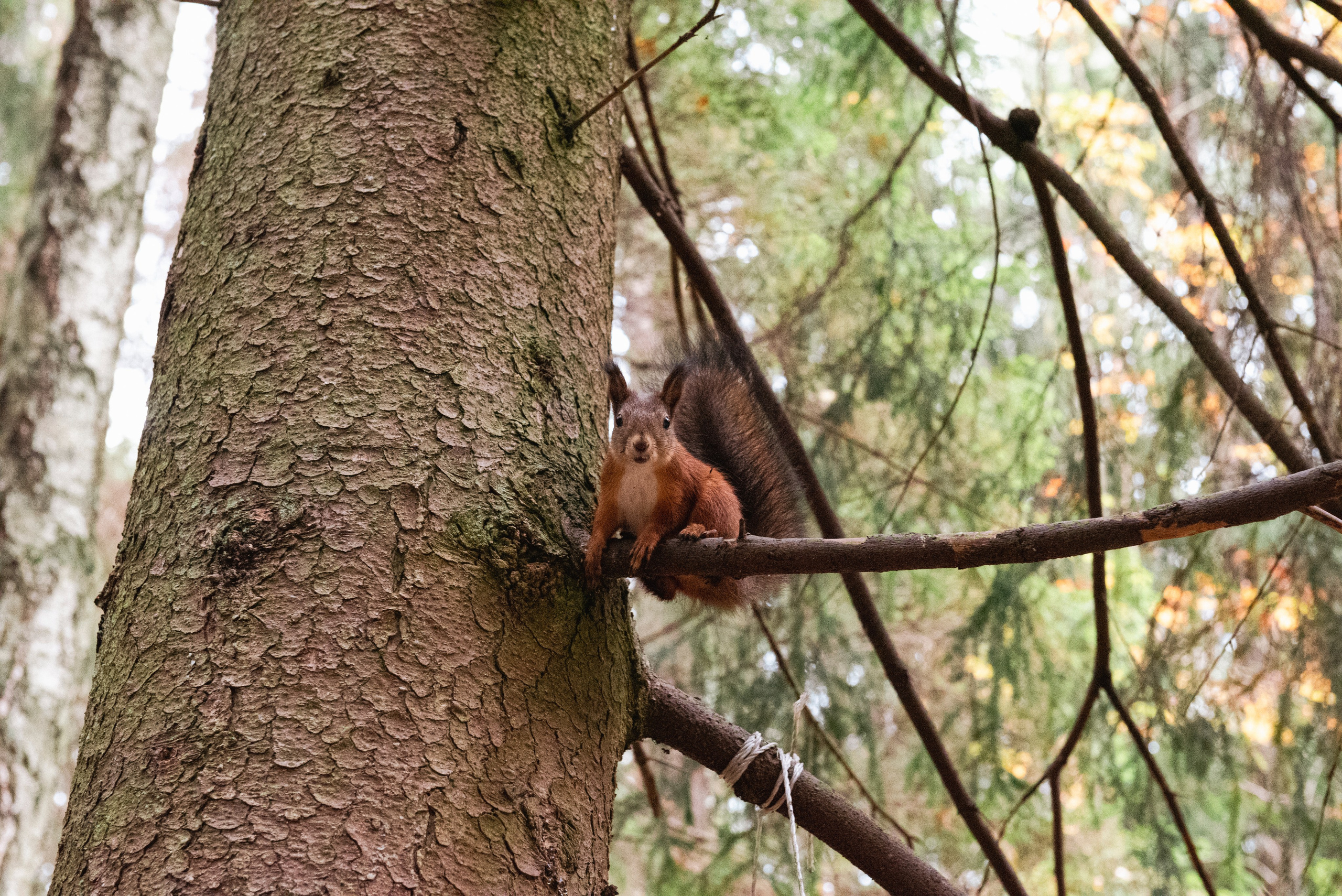 Осень. Портретный и архитектурный фотограф в Москве и Санкт-Петербурге