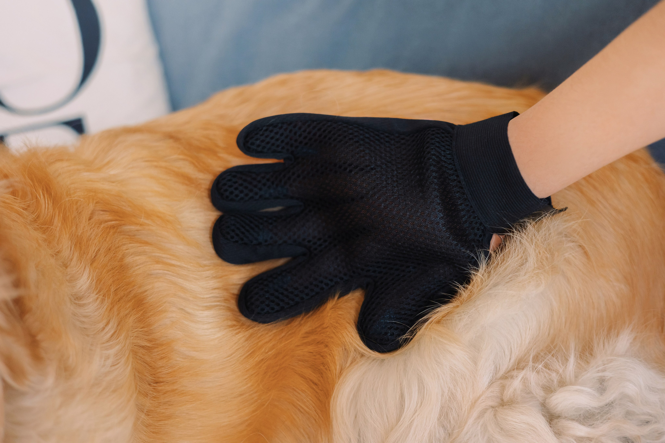 Магазин Friend of mine. Фотограф-анималист Елена Радченко, Москва