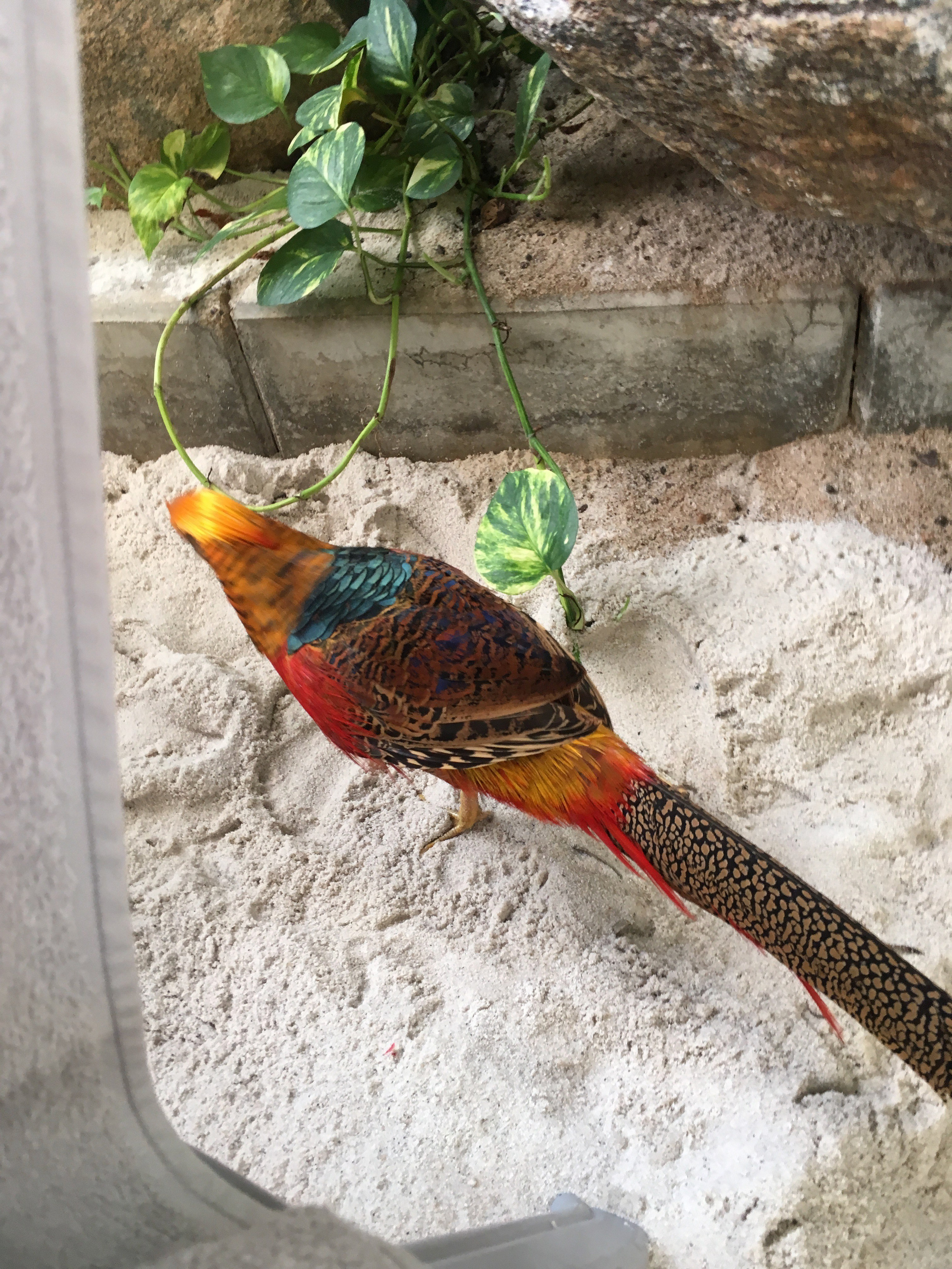 ТропикалАйланд. Своя Мастерская