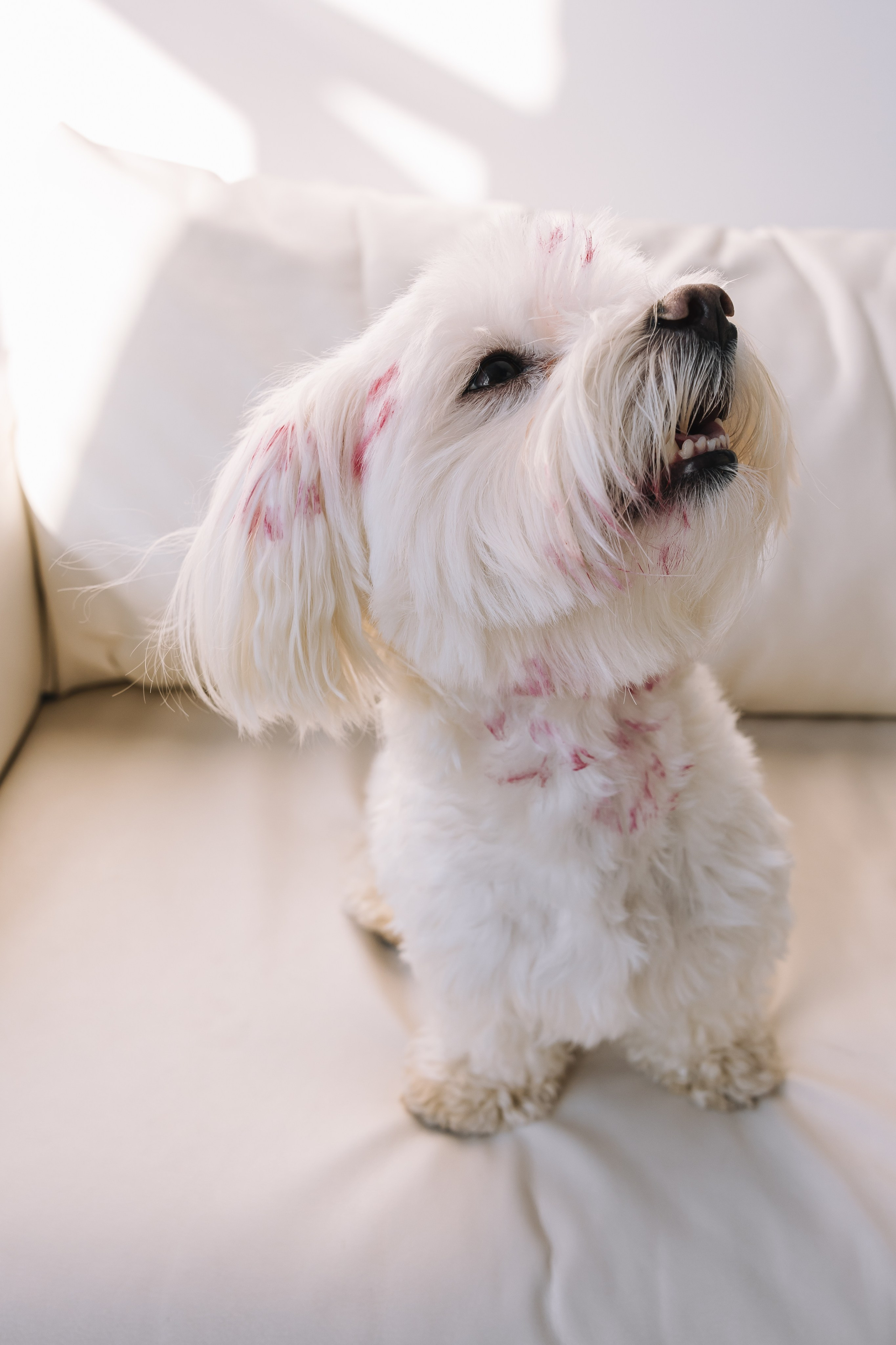 Ката и Лакки. Крылова Светлана Фотограф Челябинск