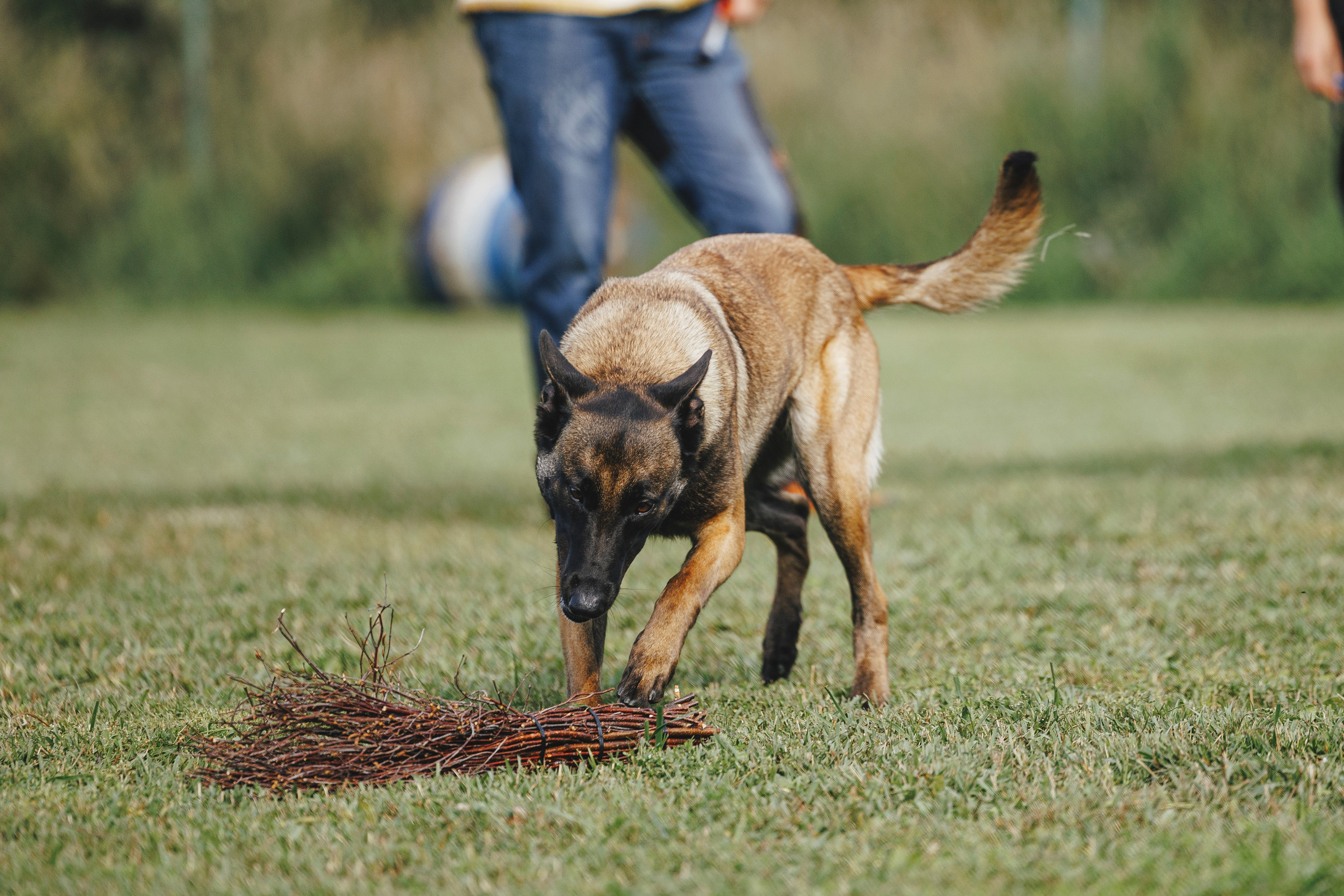08.08.25-10.08.25 ЧР по мондьорингу г. Вологда. Фотограф-анималист Анна Маринич