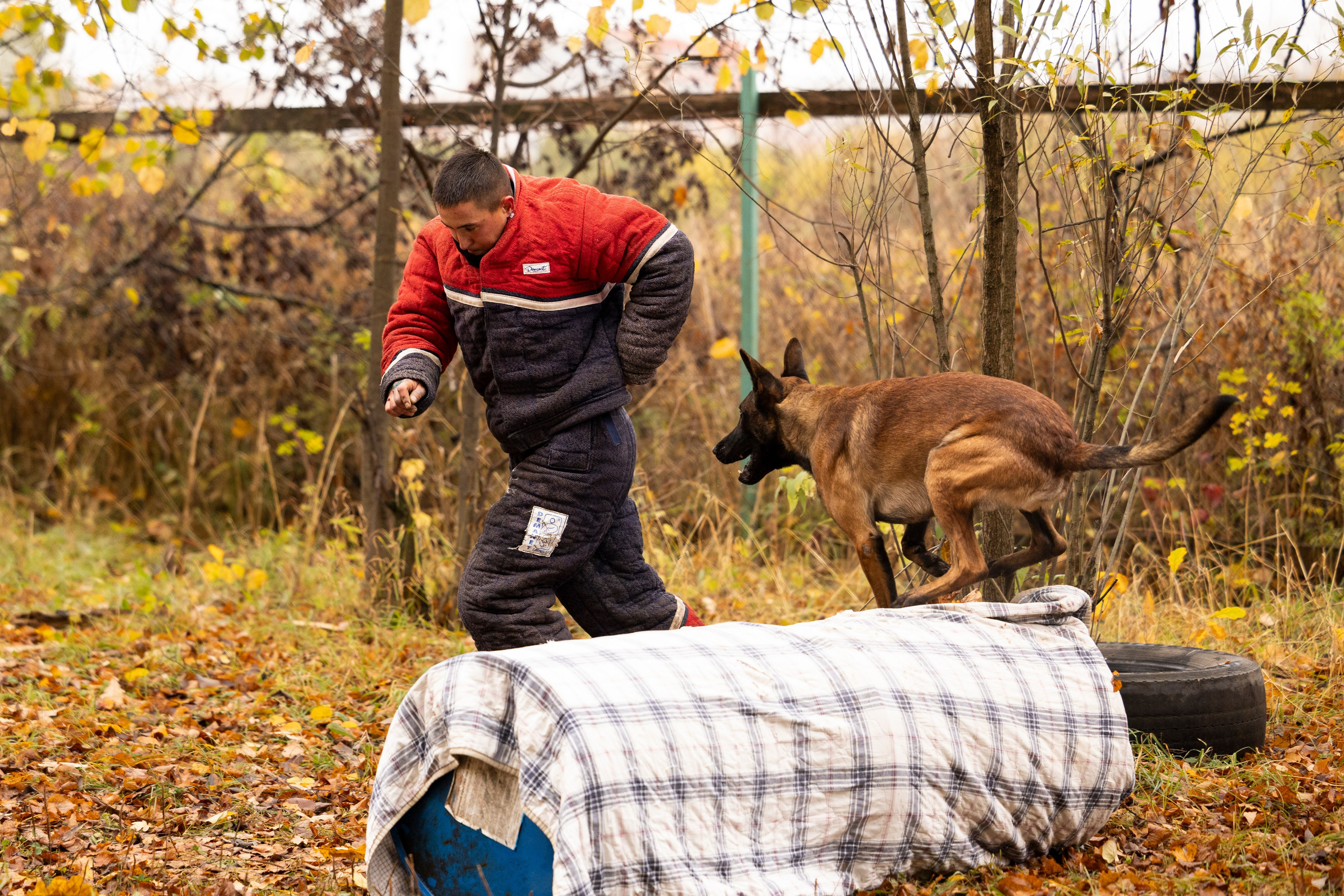 Соревнования по Мондьорингу г. Вологда. Фотограф-анималист Анна Маринич