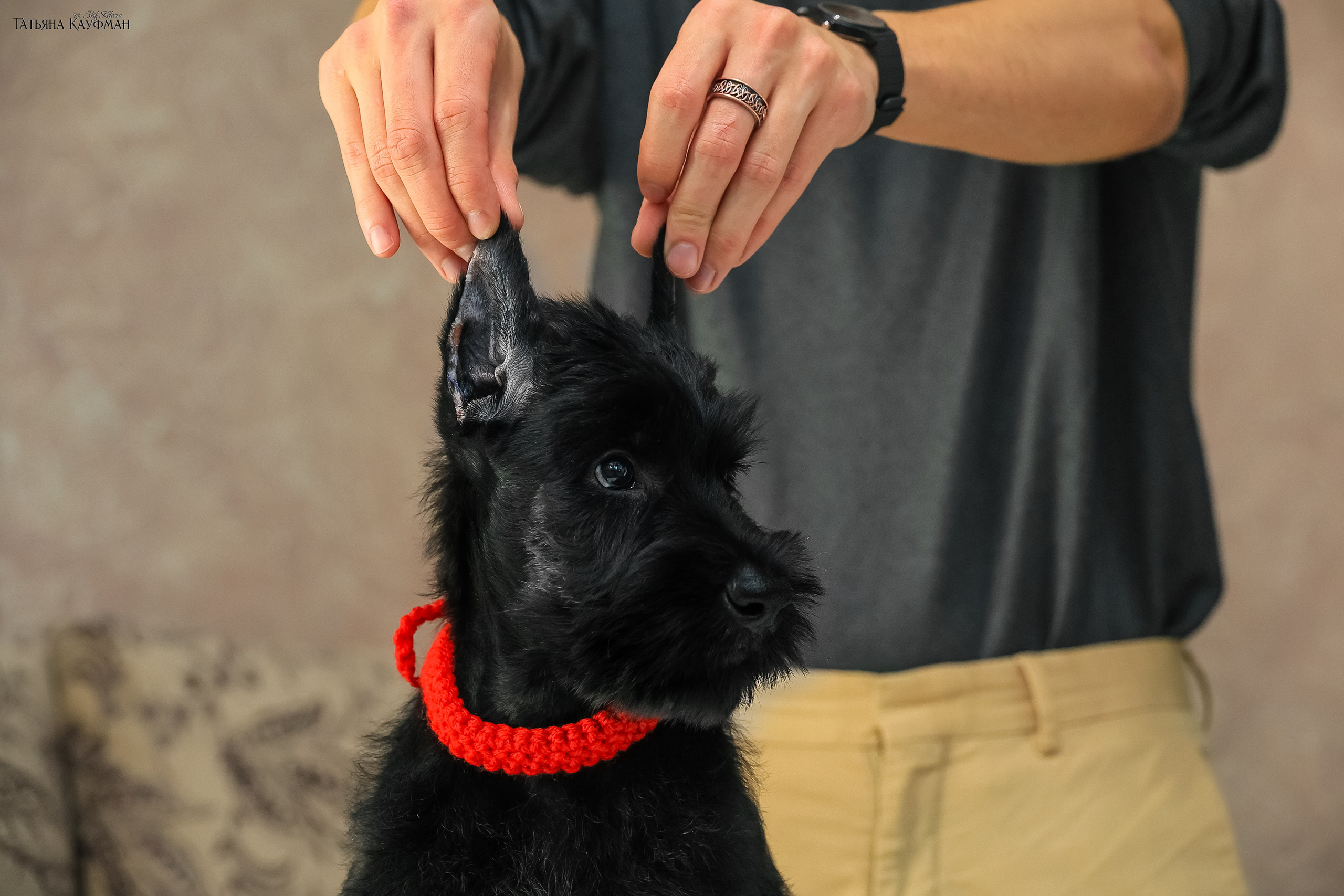 Ризеншнауцеры 2 месяца. Фотограф Анималист из Новосибирска Татьяна Кауфман