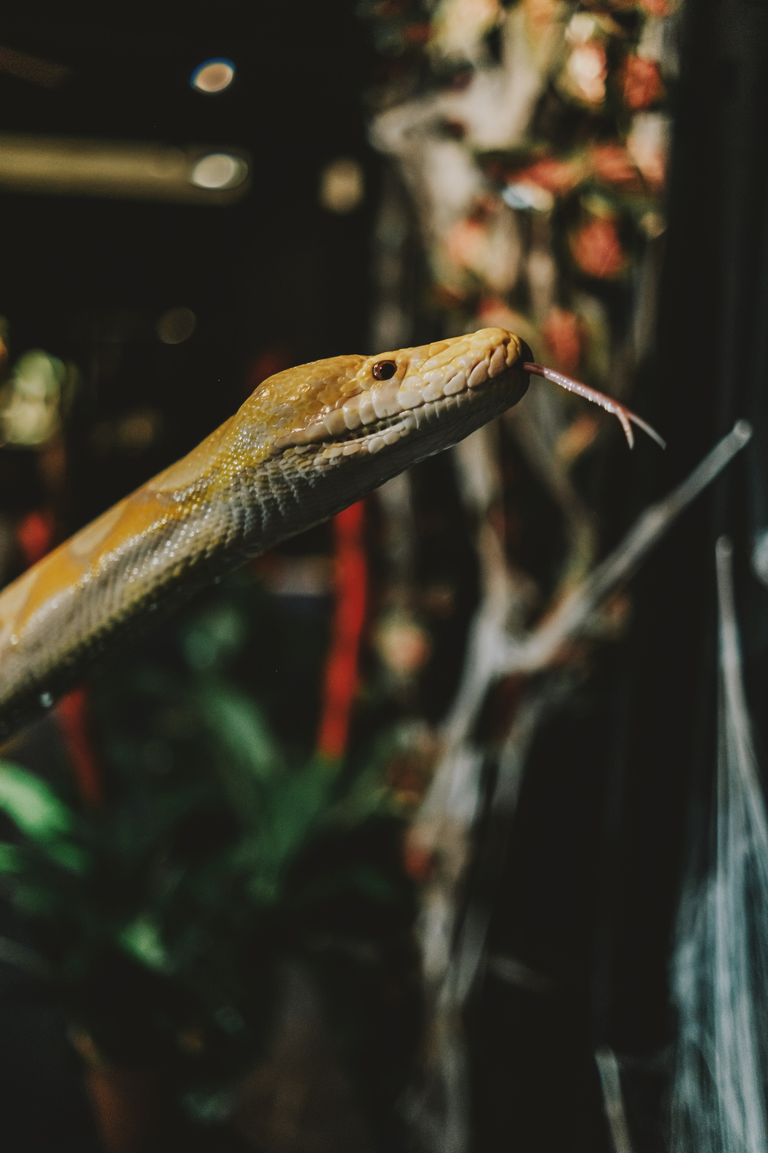 Дом Драконов. Nattie.ph