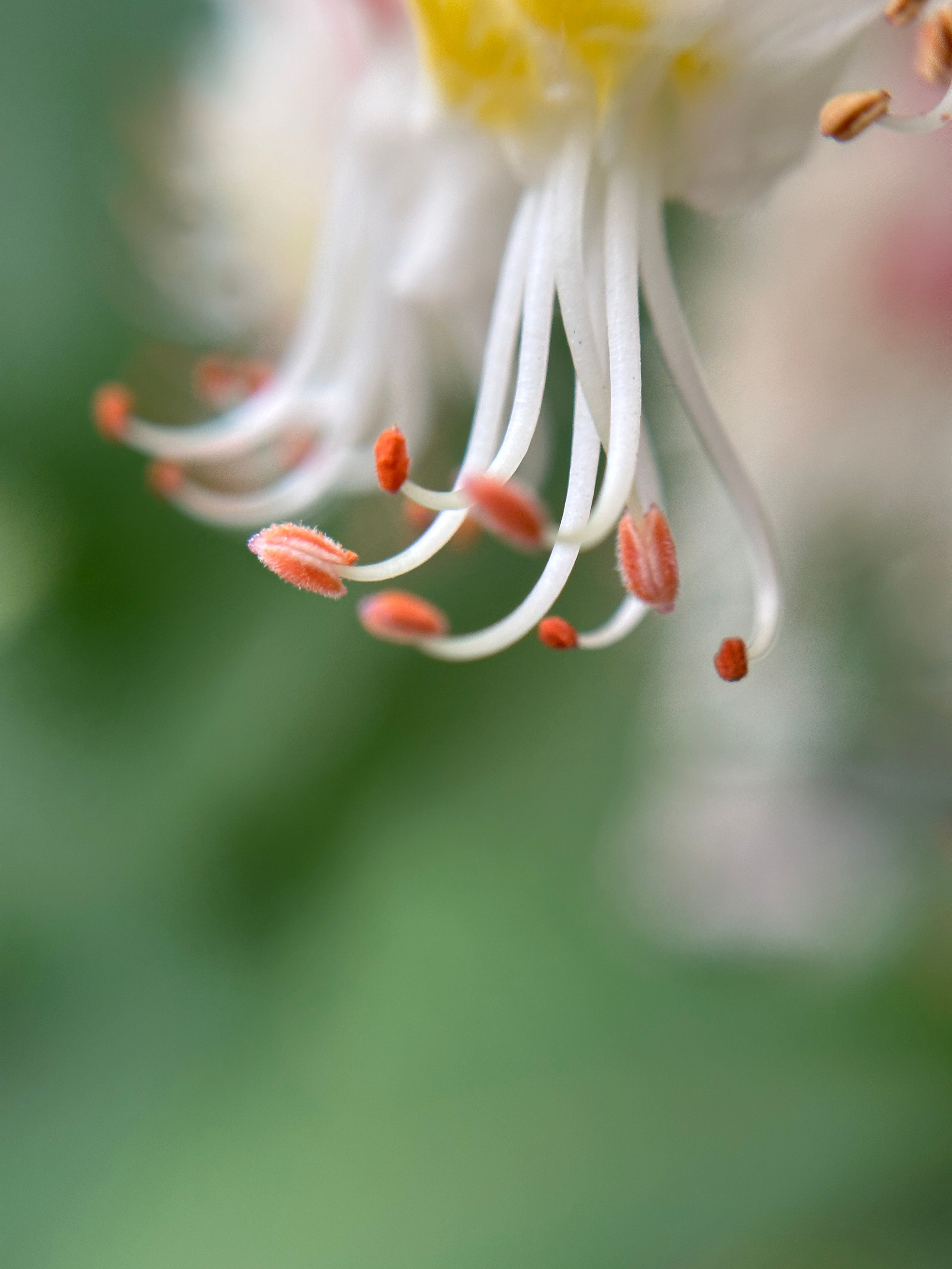 Макро любовь. Смотри, красота!