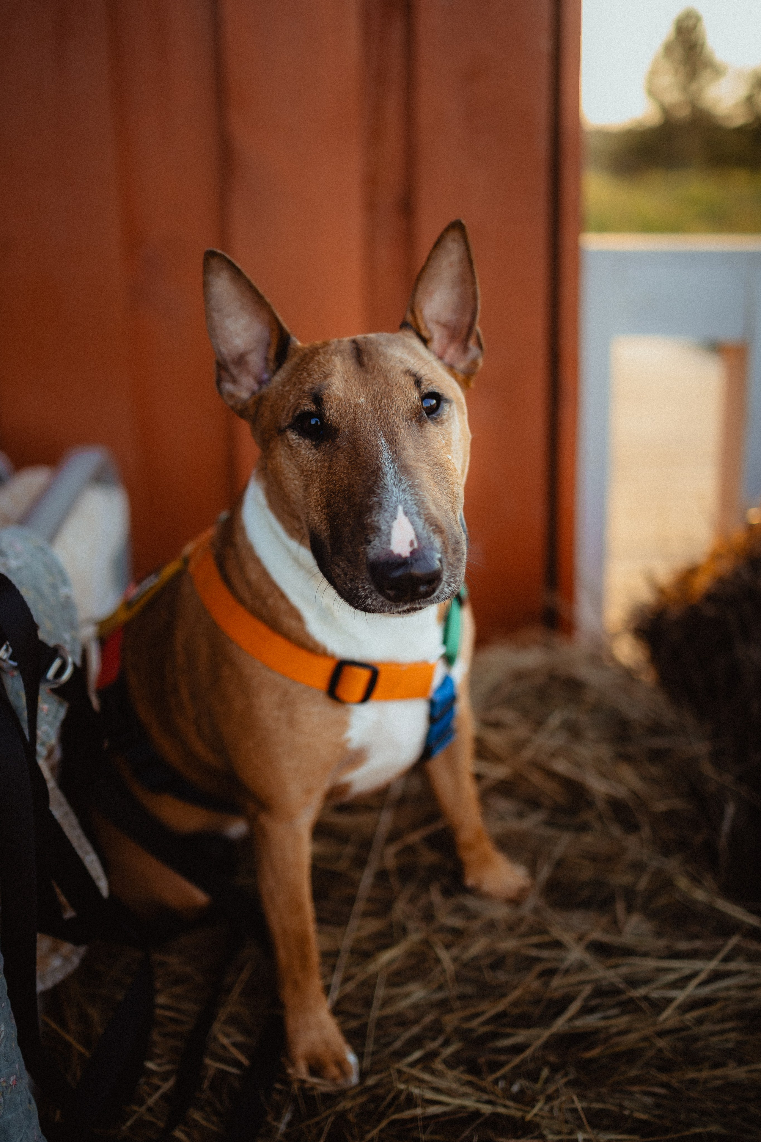 Выездной дог-тренинг от школы «Шерсть имею»