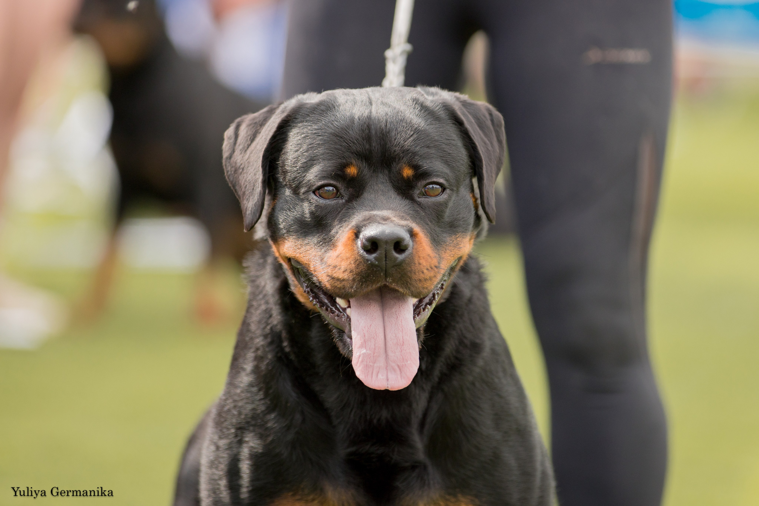 Анапа 16-17.09.2023 моно ротвейлеров. Фотограф-анималист Юлия Германика