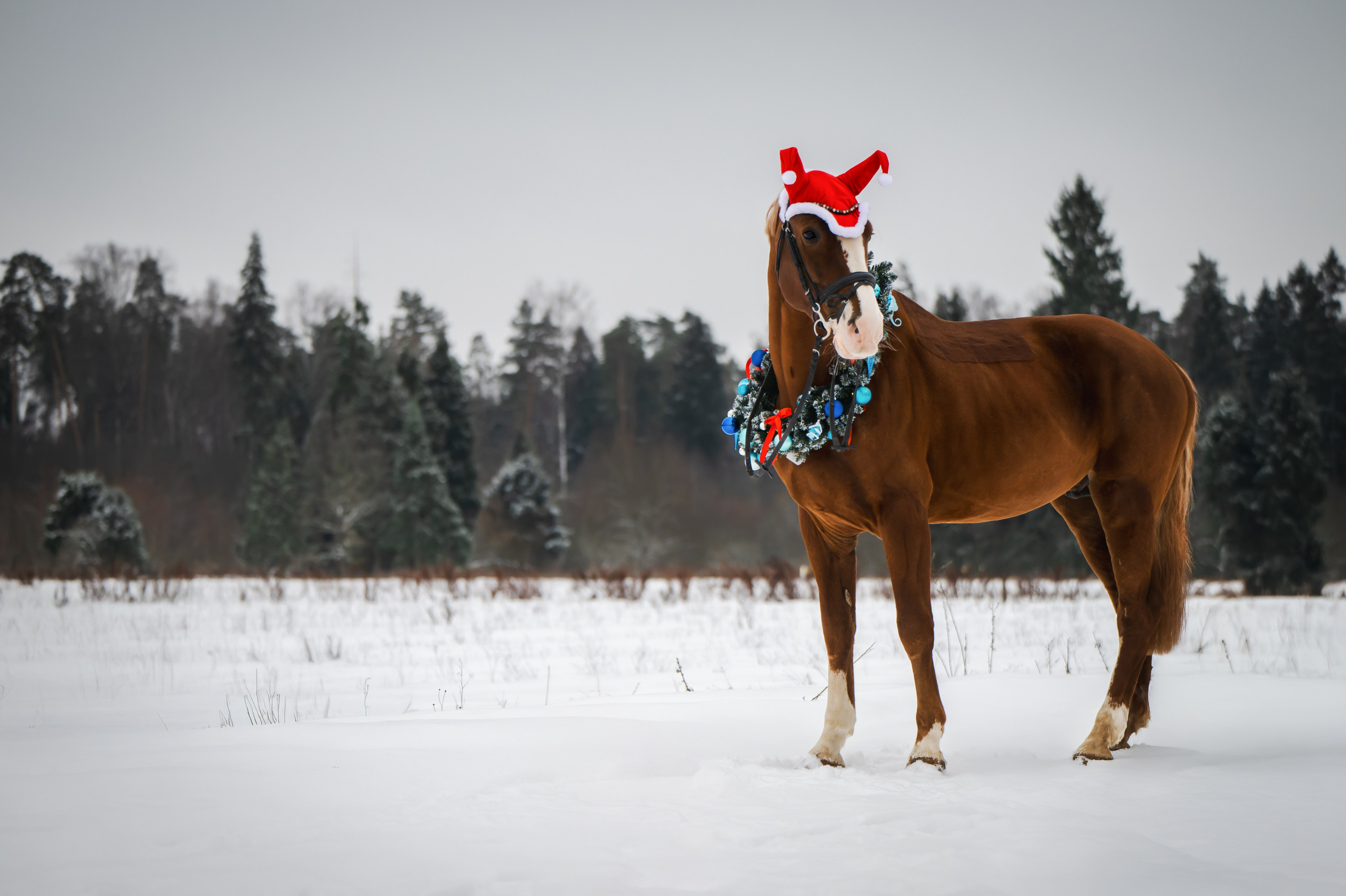 Виктория и Лео. Фотограф Анималист в Москве Анастасия Жучкова