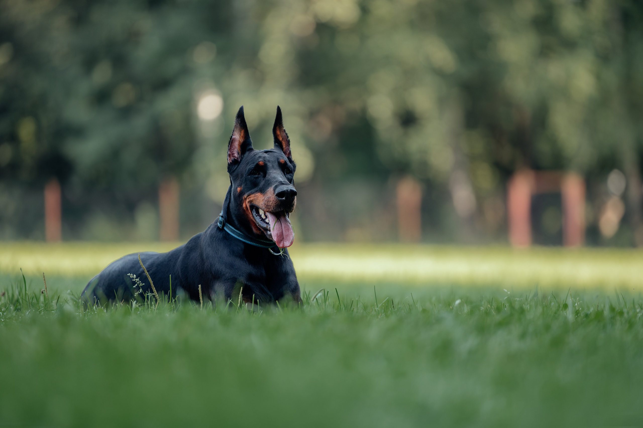 Доберман Айза. Фотограф Анималист в Москве Анастасия Жучкова