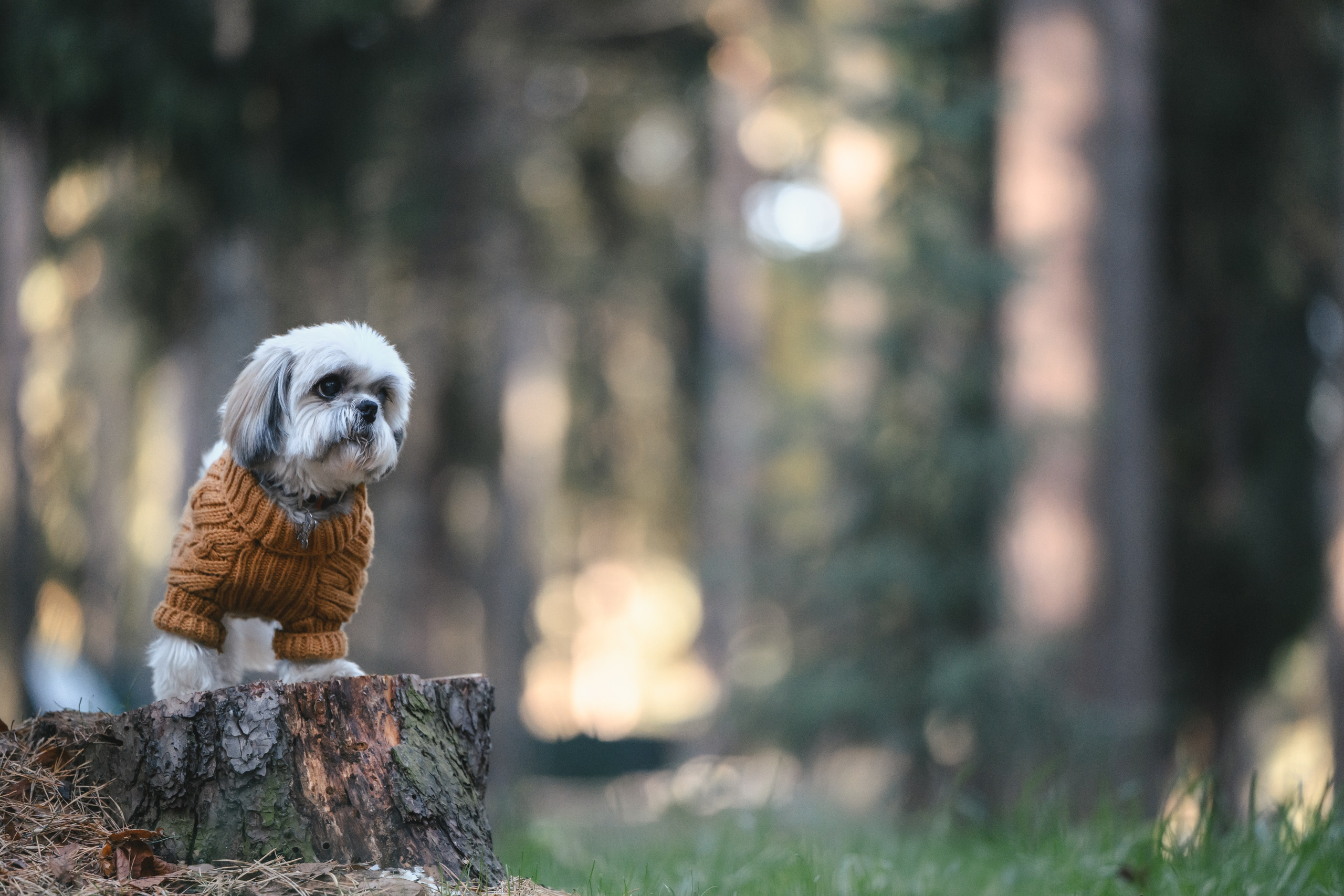 Ирина и Винни. Фотограф Анималист в Москве Анастасия Жучкова