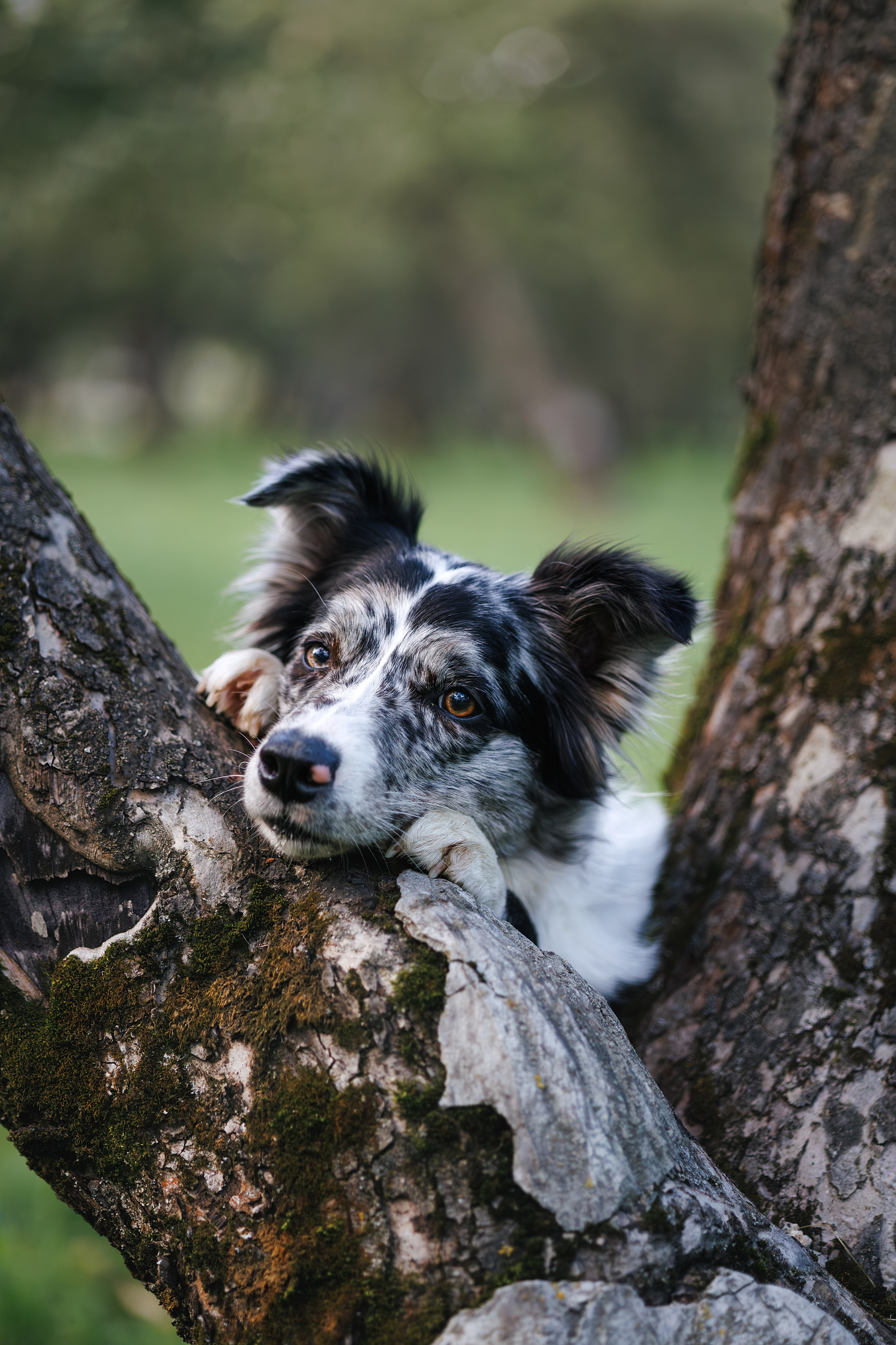 Бордер Колли. Фотограф Анималист в Москве Анастасия Жучкова