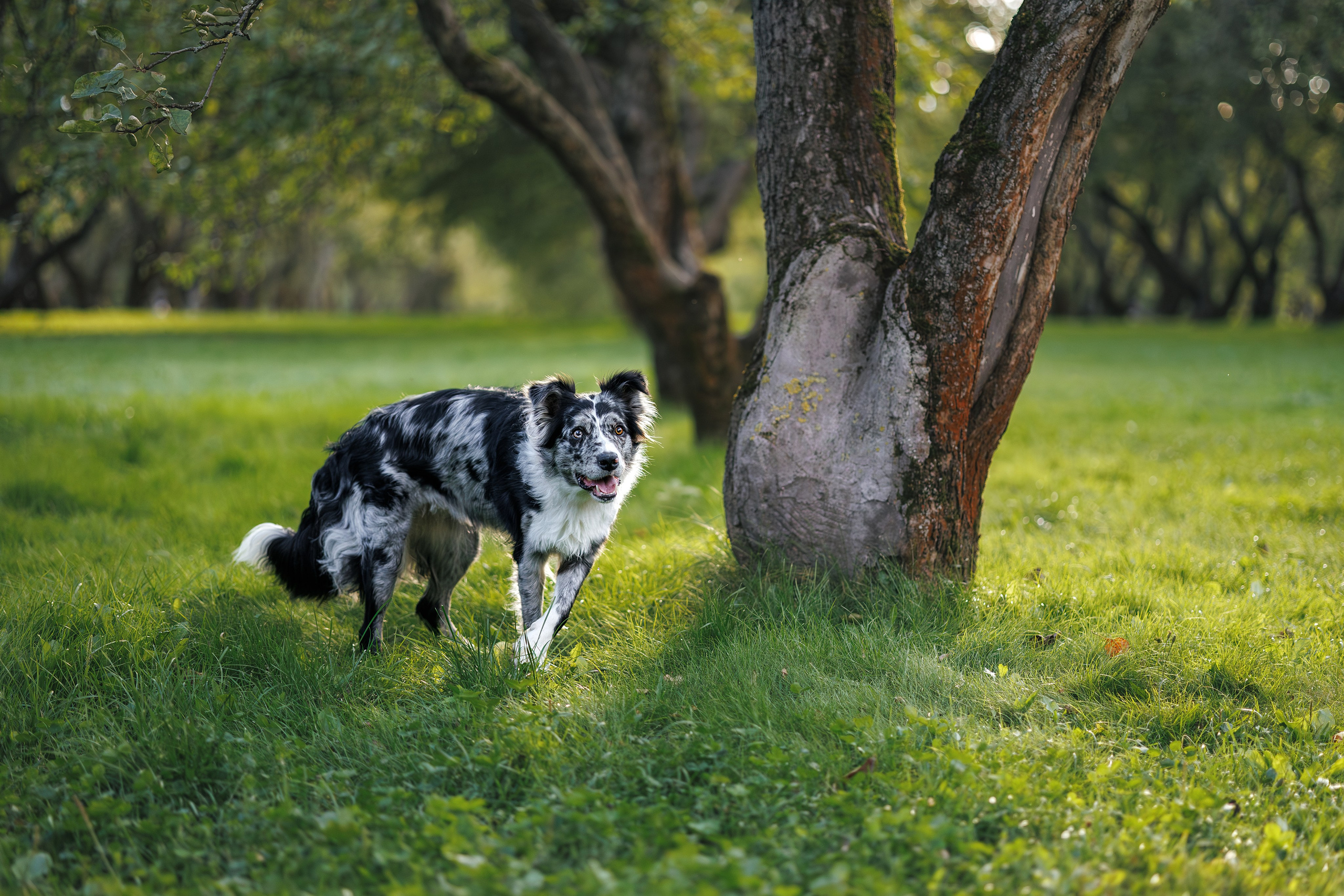 Бордер Колли. Фотограф Анималист в Москве Анастасия Жучкова