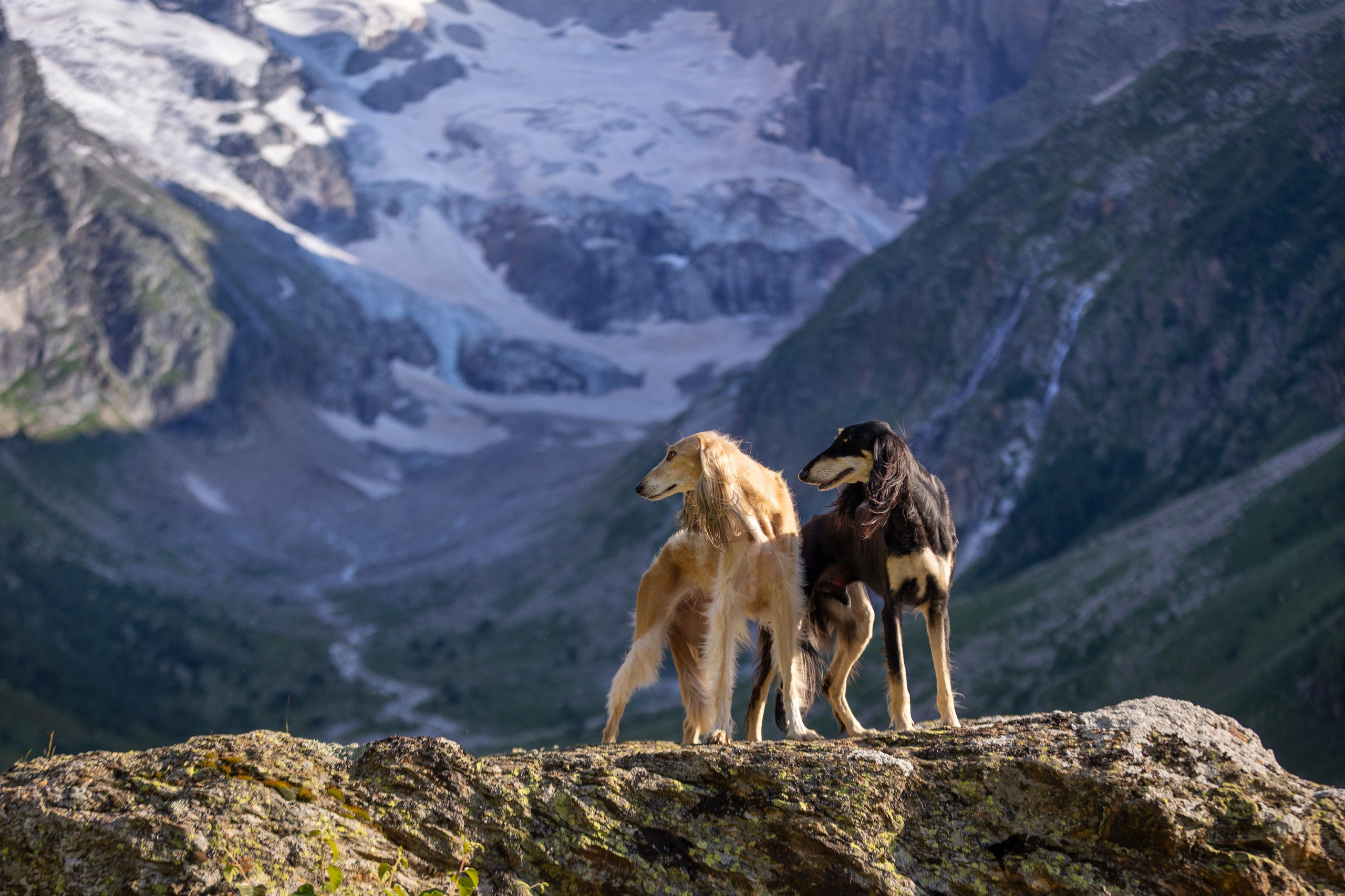 Съёмки собак на природе. Фотограф-анималист Natalia Deingel | Фотосъемка собак в Москве