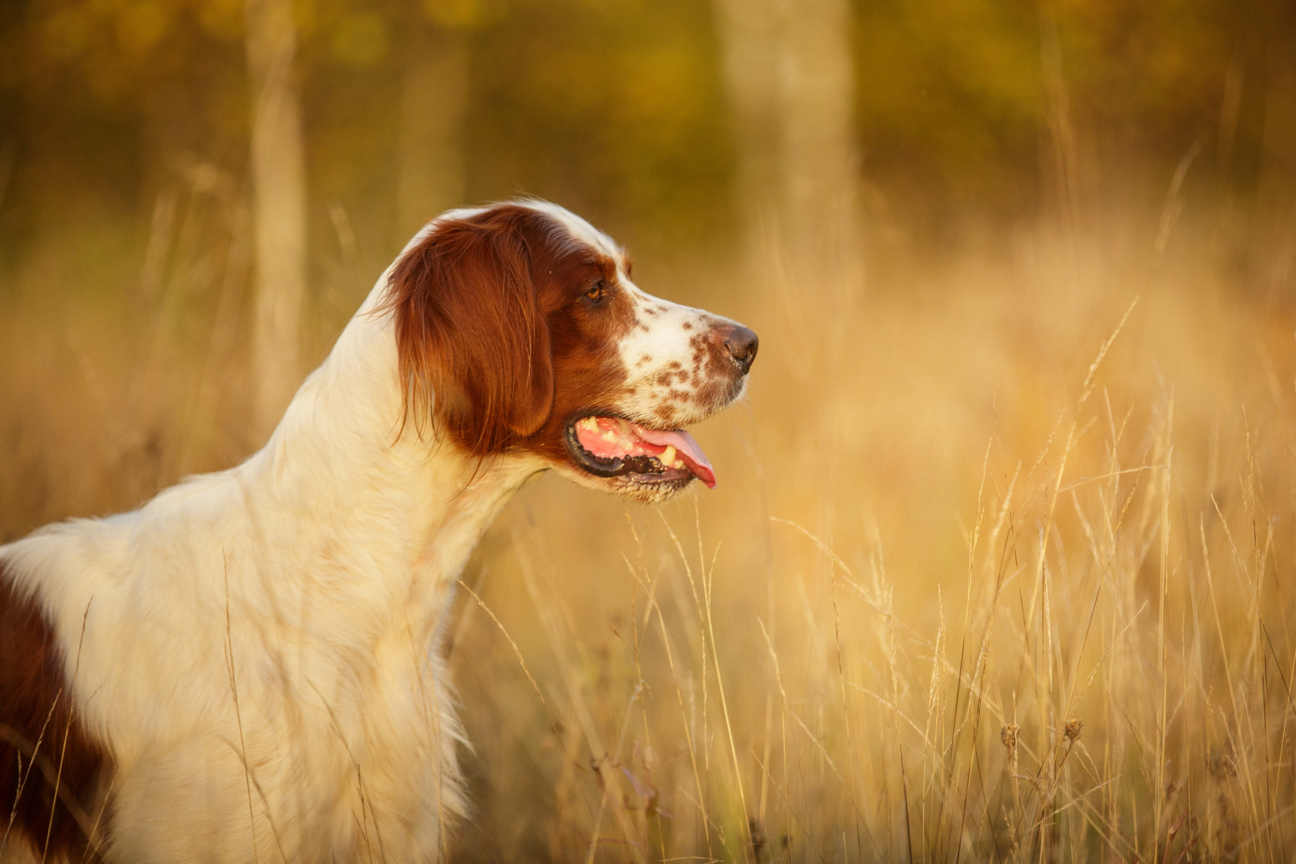 Ирландский красно-белый сеттер Шамрог. Фотограф-анималист Natalia Deingel | Фотосъемка собак в Москве