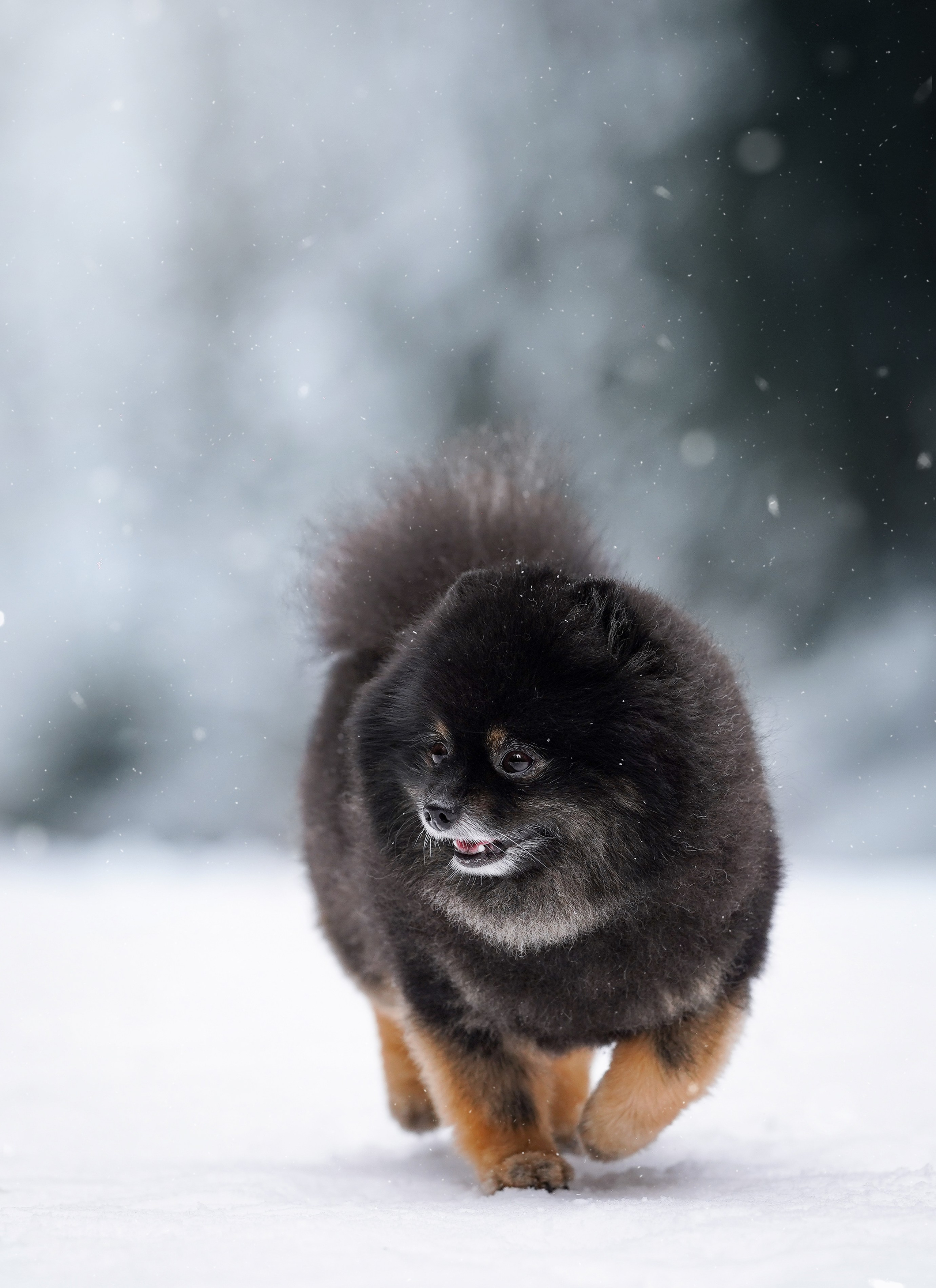 Бенчи и Арчи. Фотограф-анималист в Санкт-Петербурге Яна Мартынова