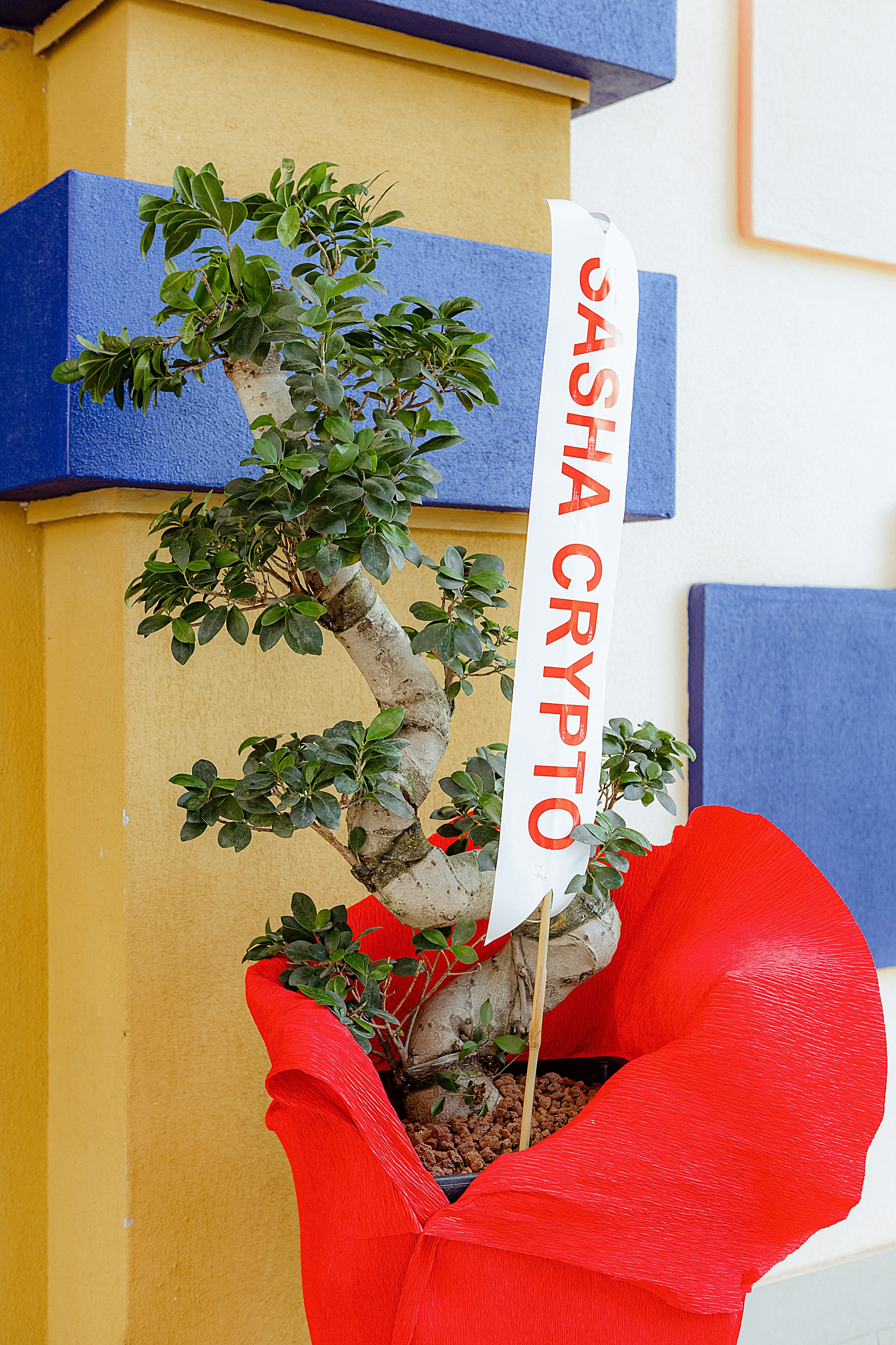 Orlando Starlux. Photographer in Batumi, Georgia Pavel Sharnikov