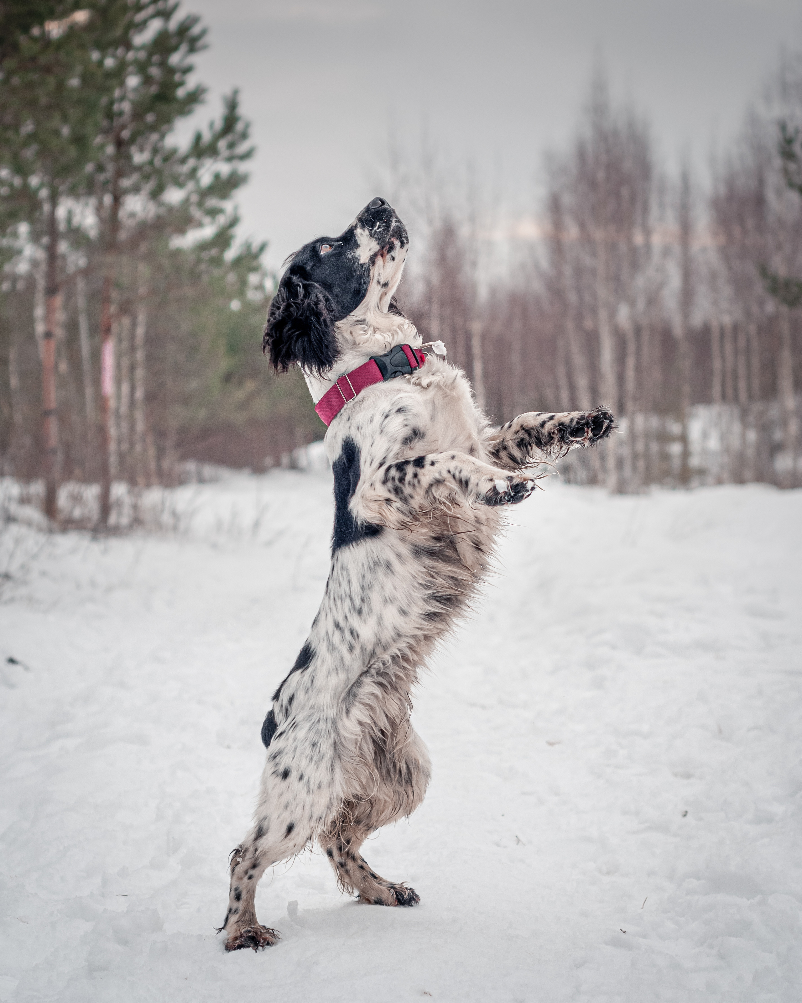 Альма и Даша. Мотофотограф в Нижнем Новгороде Динара Зуйкова