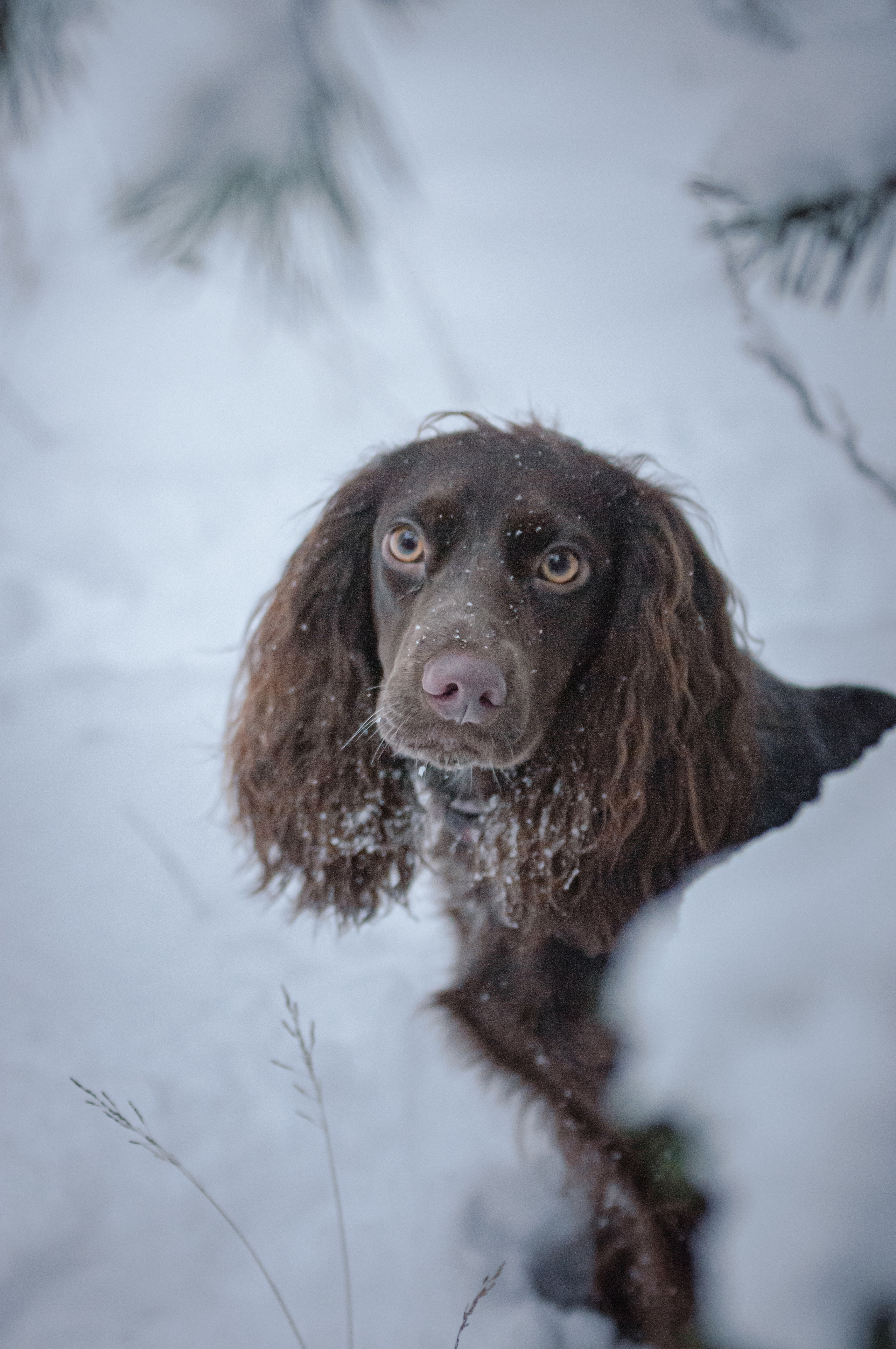 Собаки. Мотофотограф в Нижнем Новгороде Динара Зуйкова