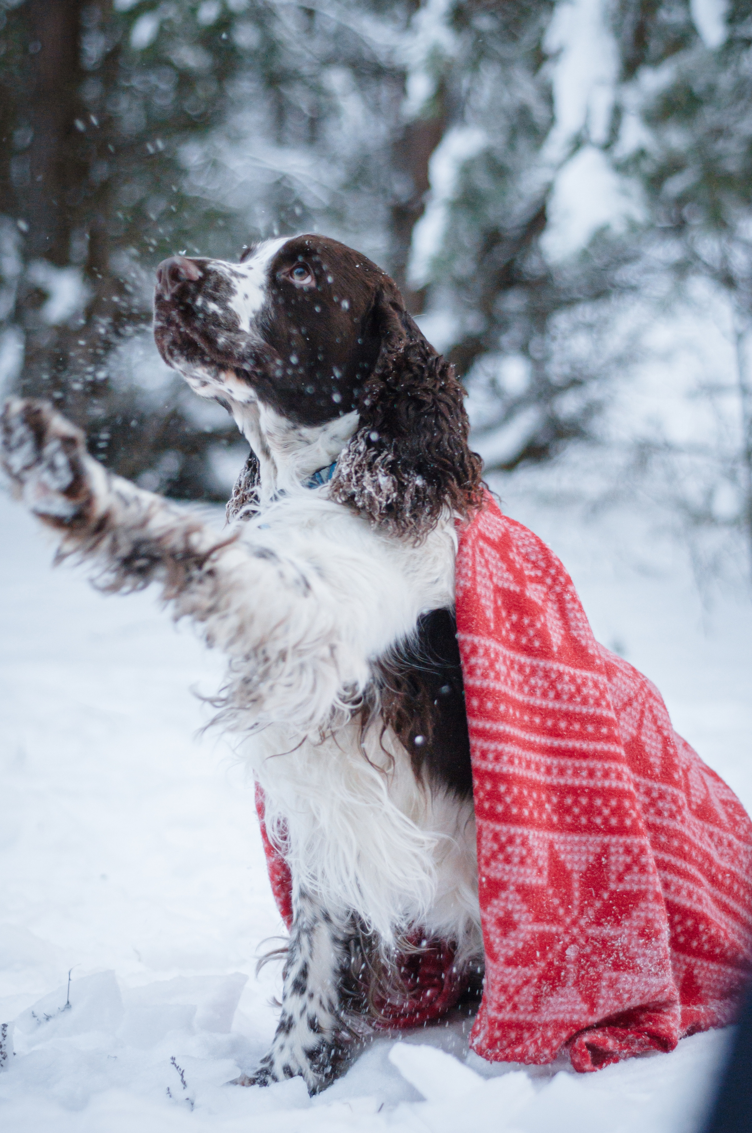 Снежный Амур. Мотофотограф в Нижнем Новгороде Динара Зуйкова