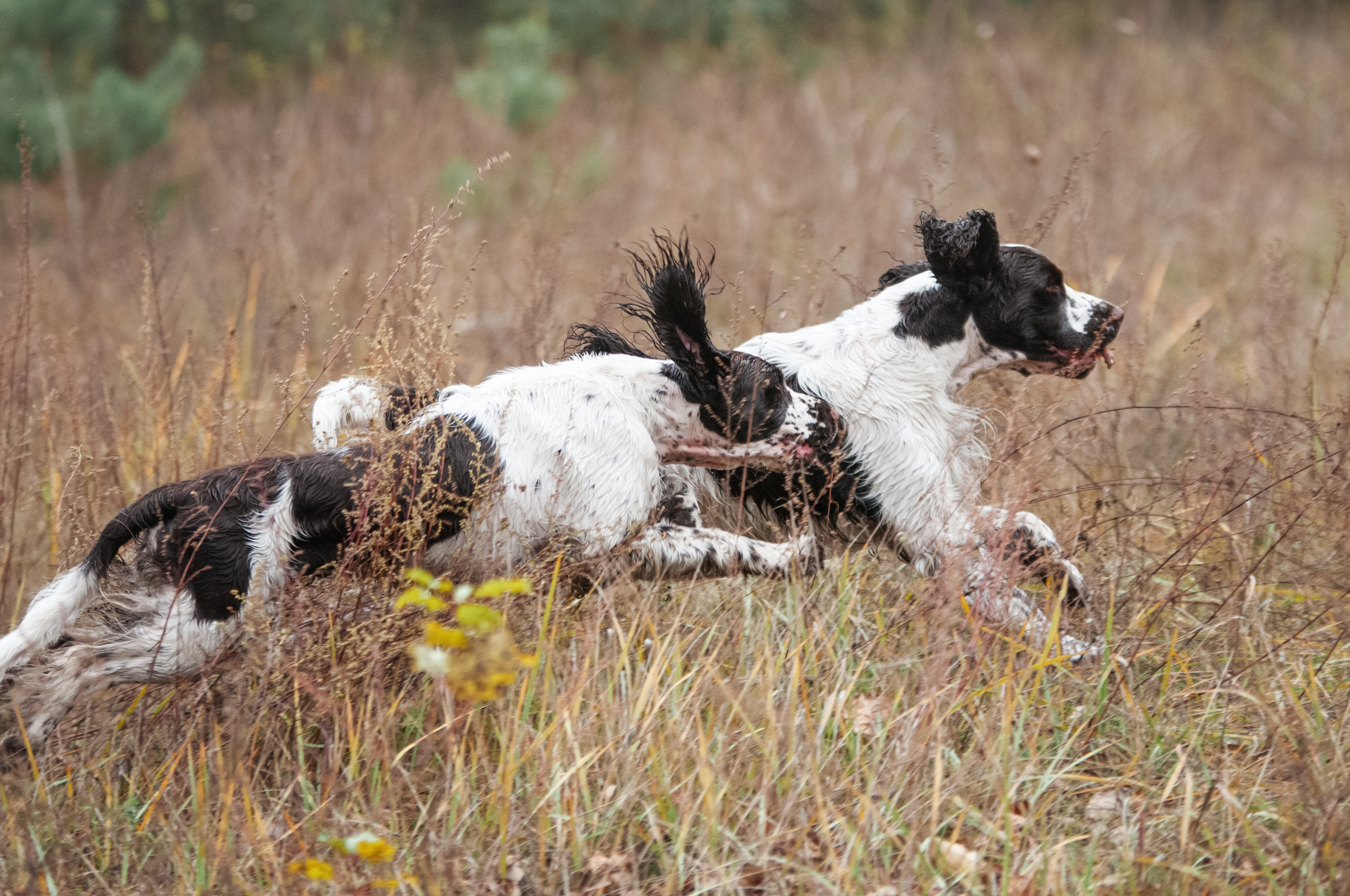 Собаки. Мотофотограф в Нижнем Новгороде Динара Зуйкова