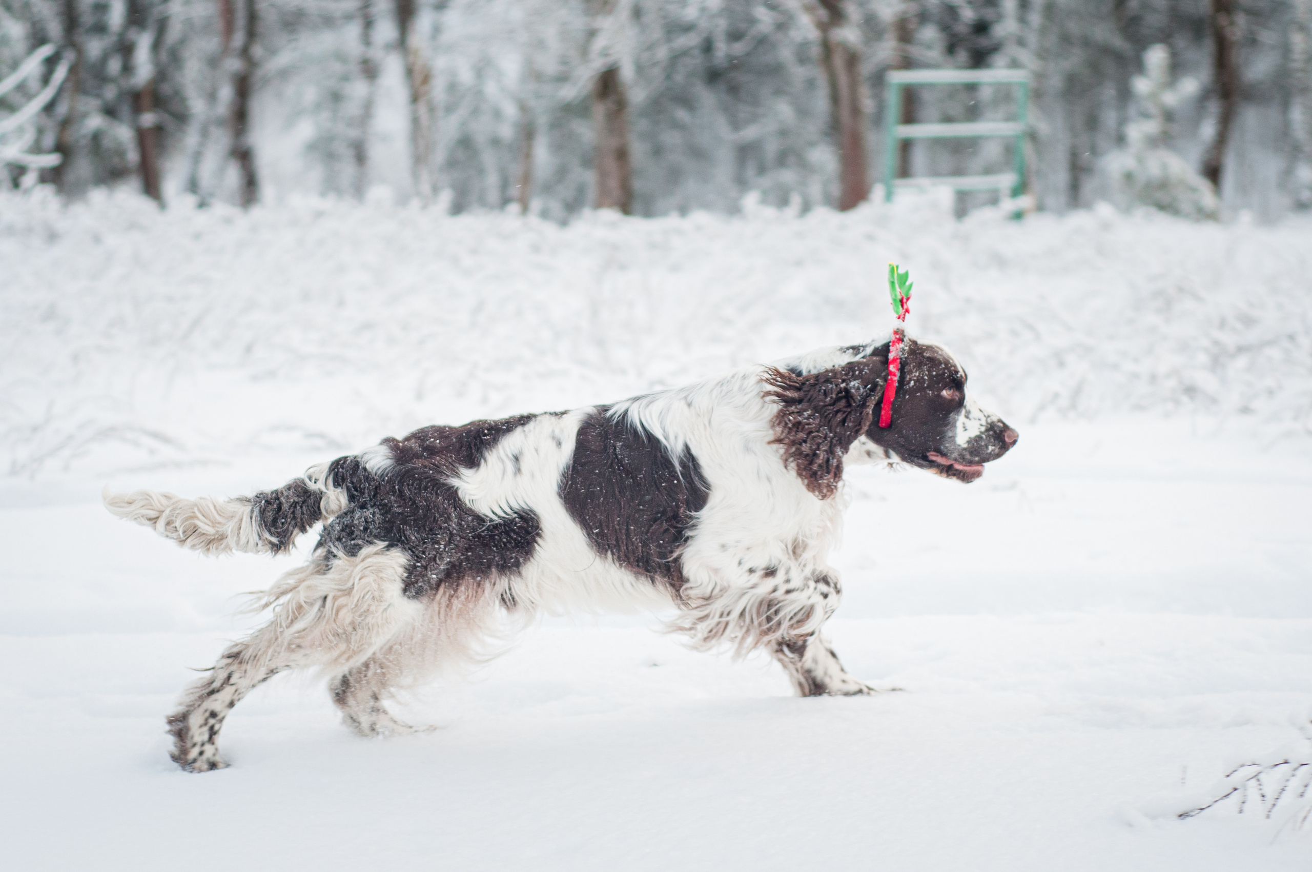 Снежный Амур. Мотофотограф в Нижнем Новгороде Динара Зуйкова
