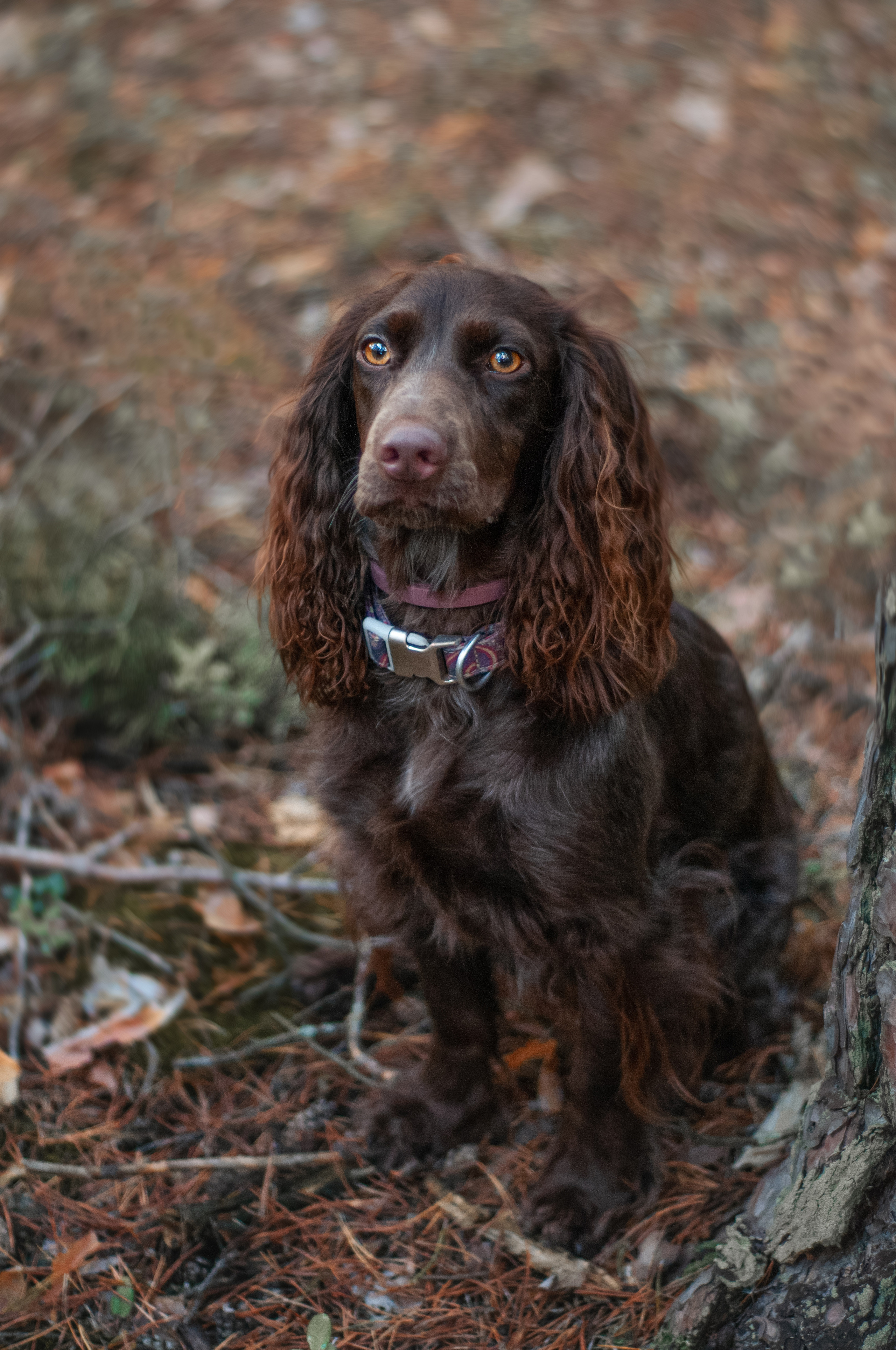 Собаки. Мотофотограф в Нижнем Новгороде Динара Зуйкова
