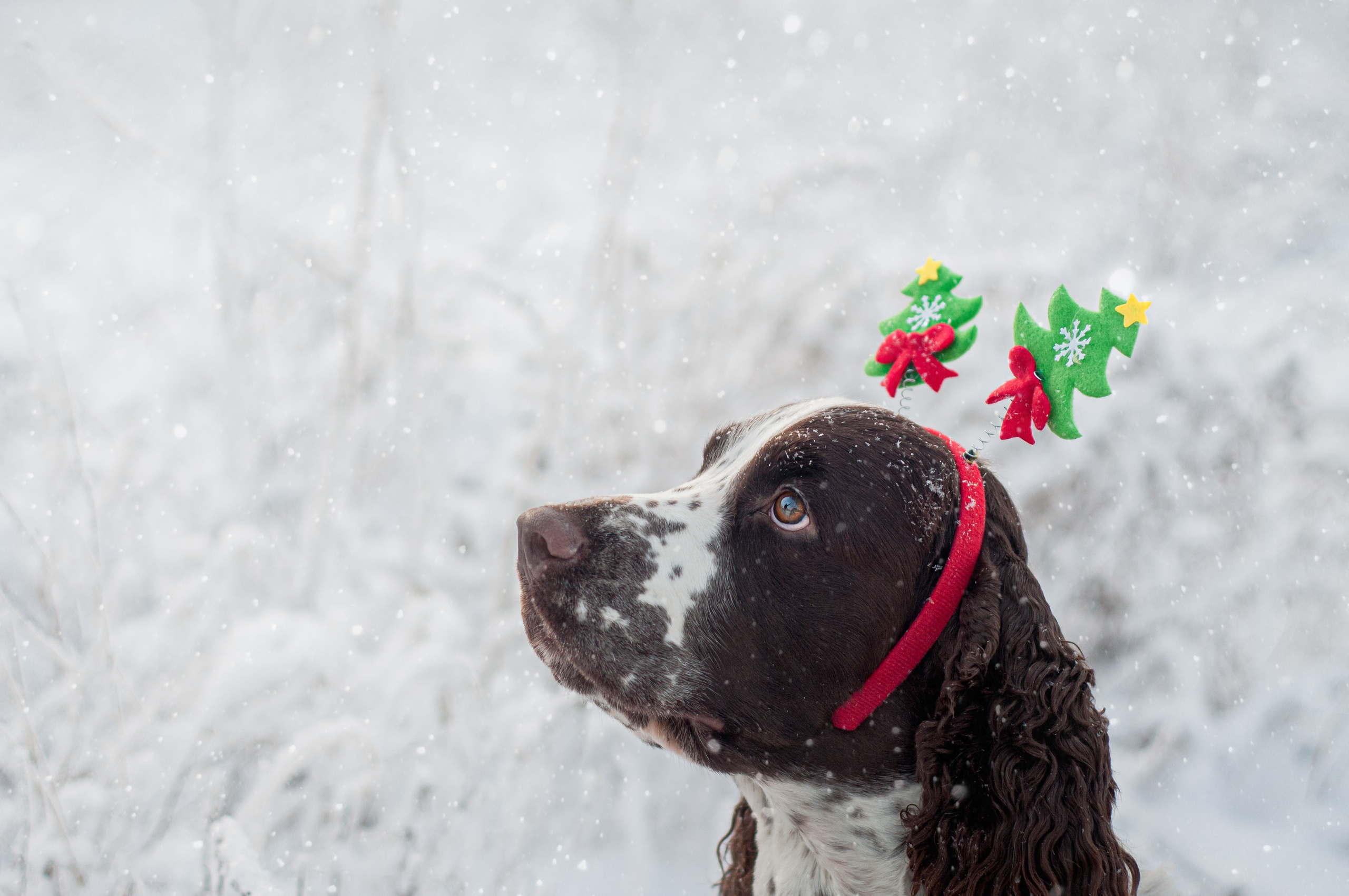 Снежный Амур. Мотофотограф в Нижнем Новгороде Динара Зуйкова