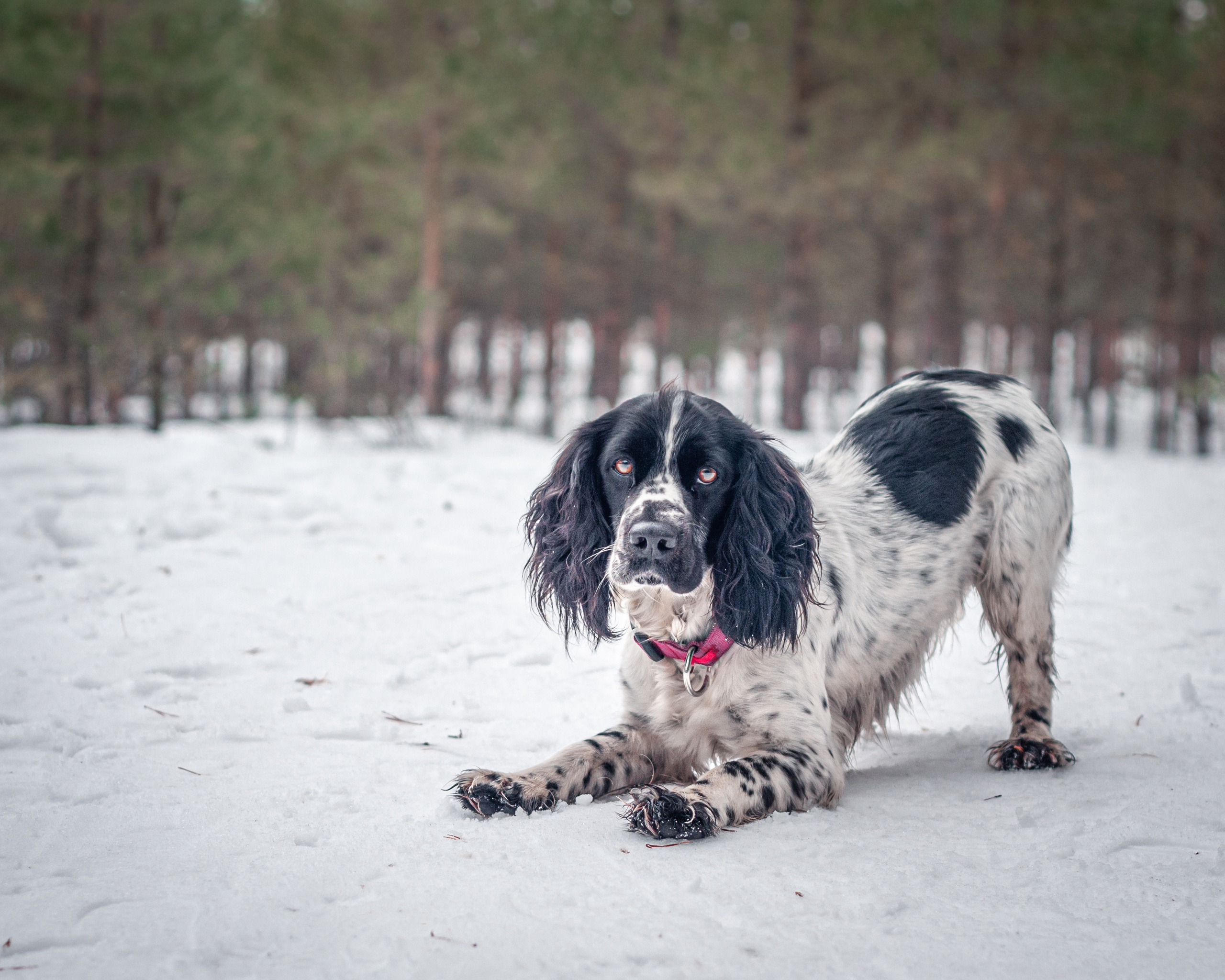 Альма и Даша. Мотофотограф в Нижнем Новгороде Динара Зуйкова
