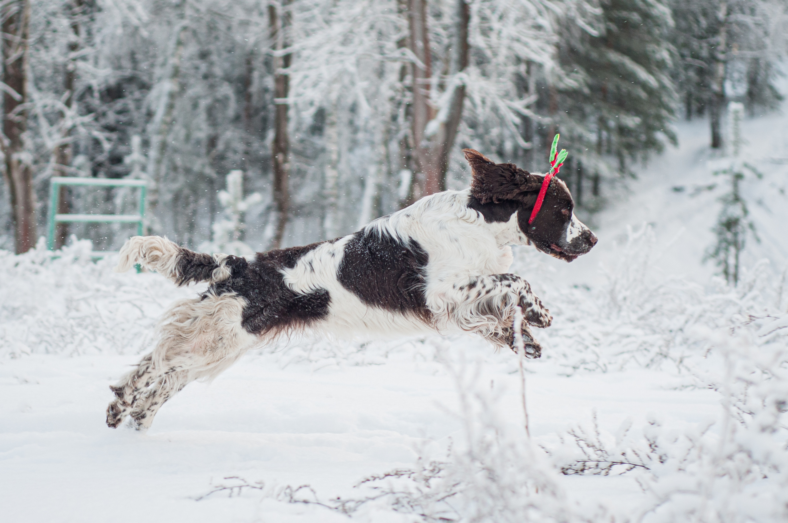 Снежный Амур. Мотофотограф в Нижнем Новгороде Динара Зуйкова
