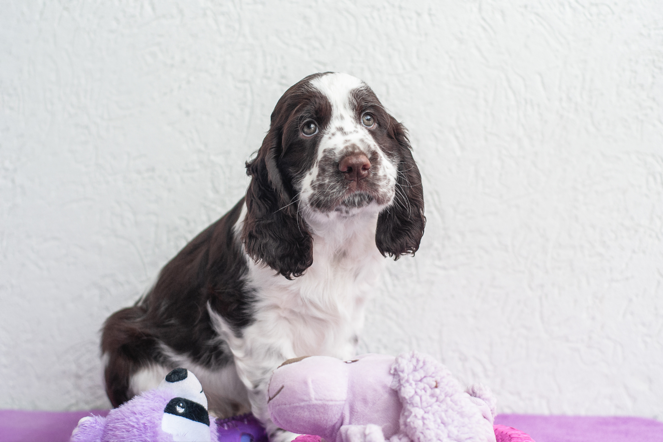 Щенки Вестмур (подростки). Мотофотограф в Нижнем Новгороде Динара Зуйкова