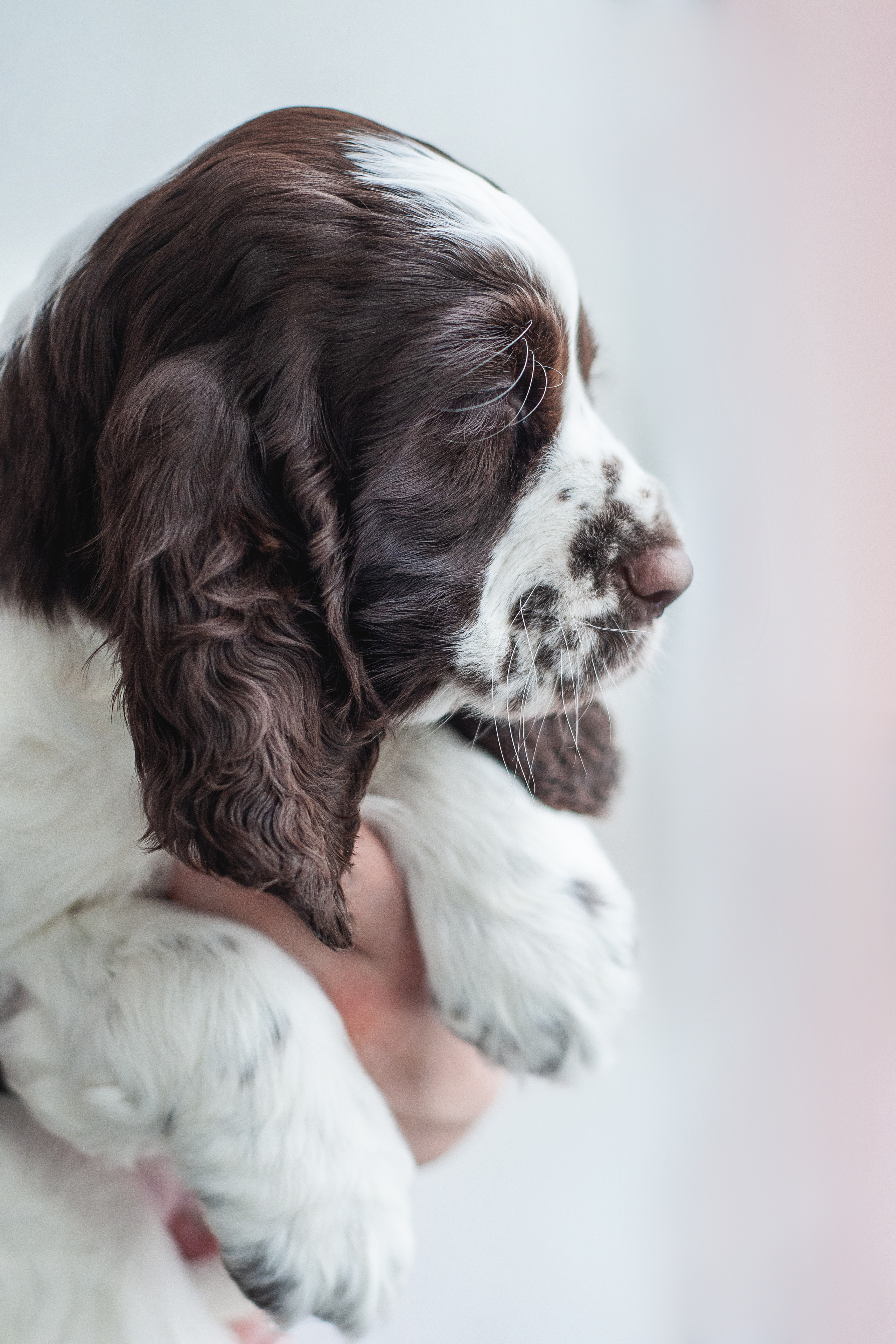 Щенки Вестмур (подростки). Мотофотограф в Нижнем Новгороде Динара Зуйкова