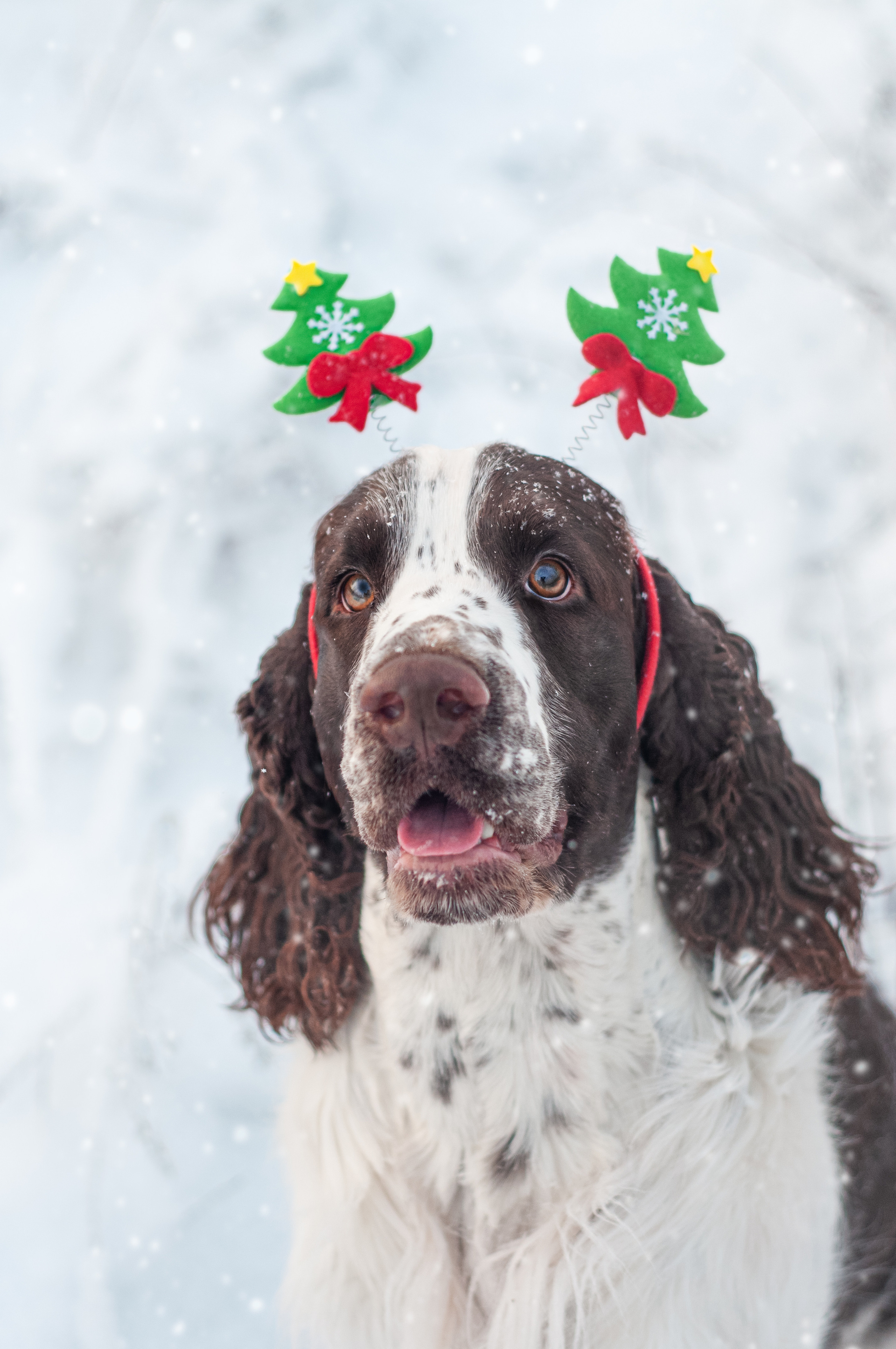 Снежный Амур. Мотофотограф в Нижнем Новгороде Динара Зуйкова
