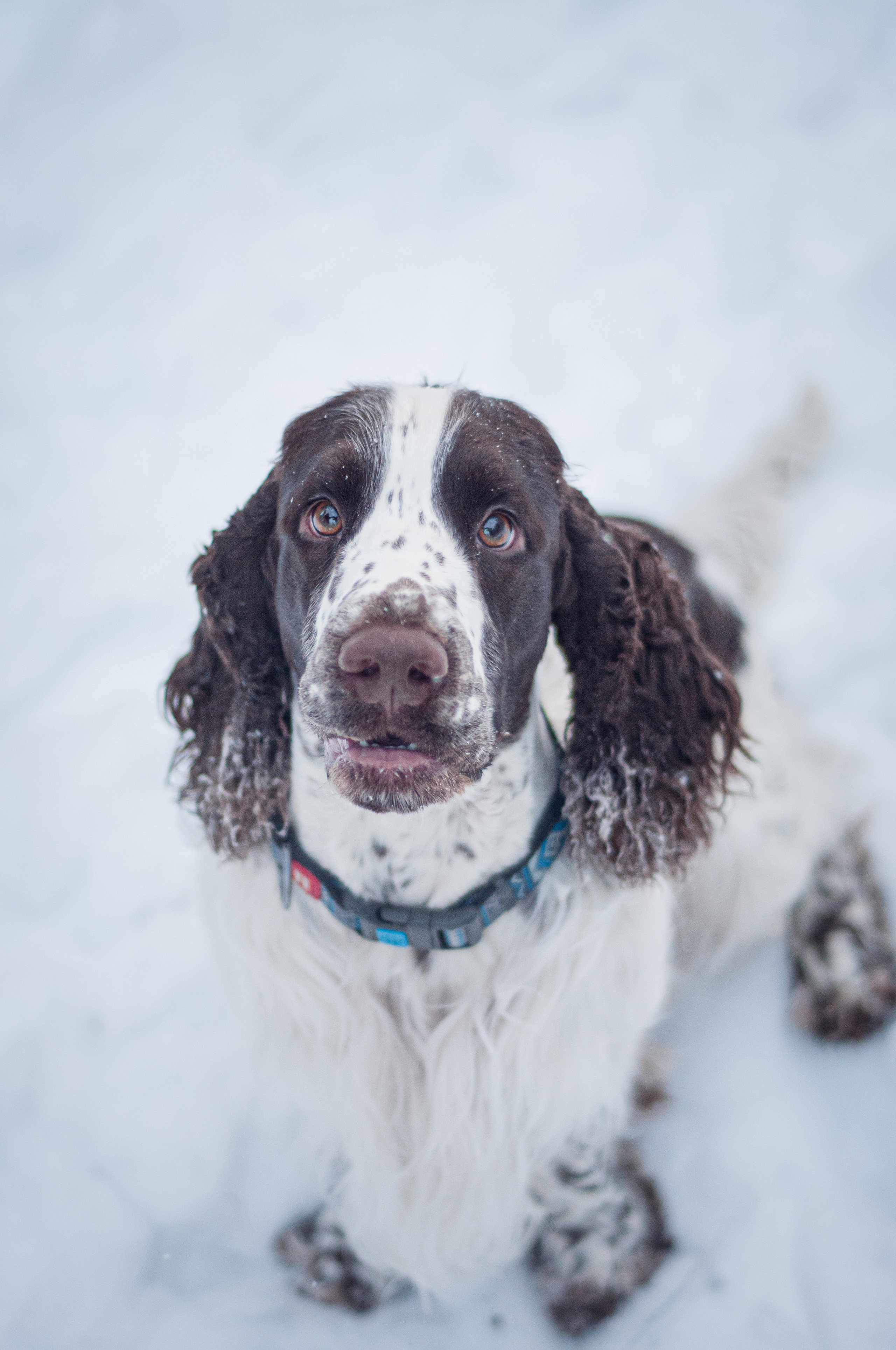 Снежный Амур. Мотофотограф в Нижнем Новгороде Динара Зуйкова