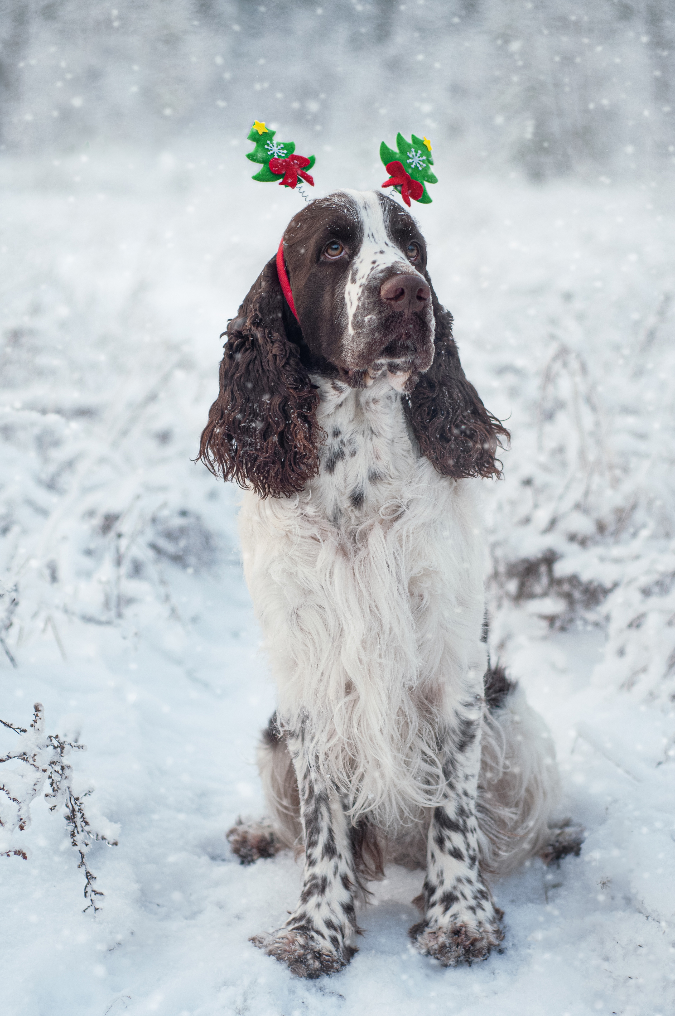 Снежный Амур. Мотофотограф в Нижнем Новгороде Динара Зуйкова