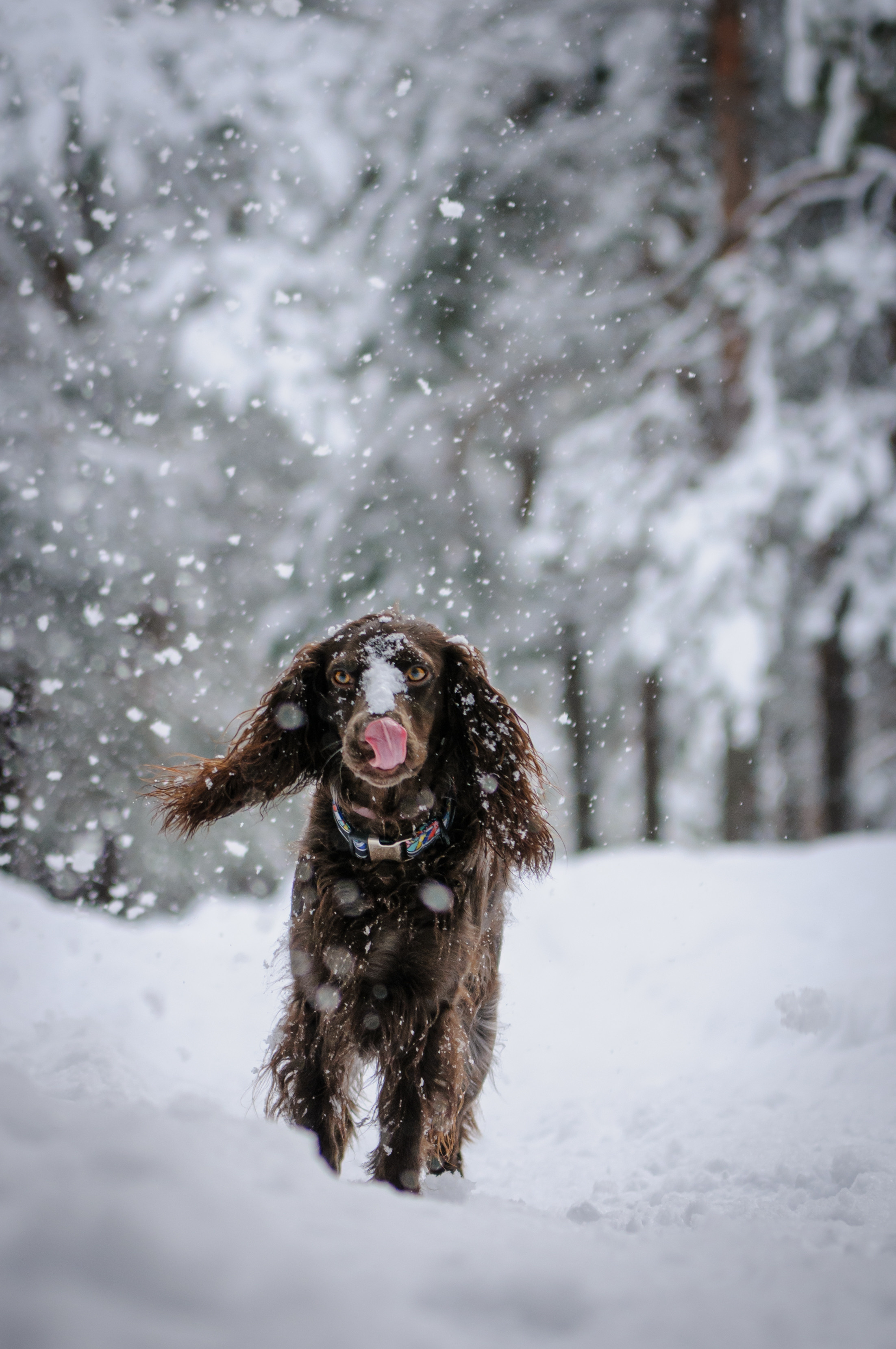Собаки. Мотофотограф в Нижнем Новгороде Динара Зуйкова