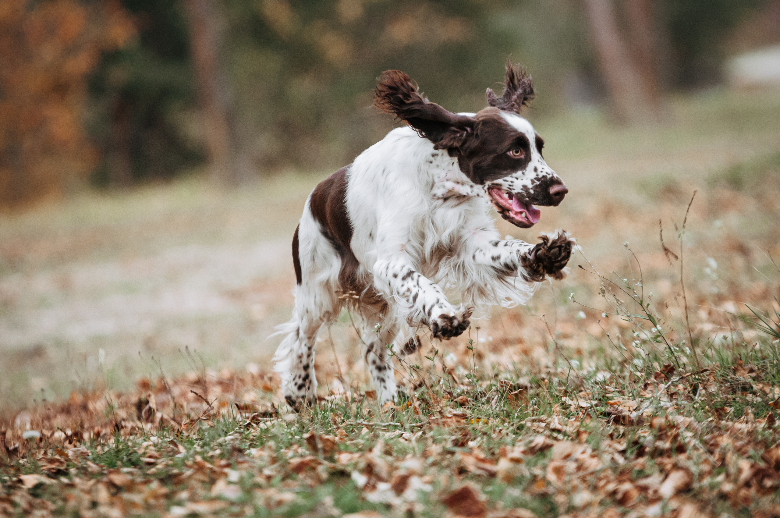 Собаки. Мотофотограф в Нижнем Новгороде Динара Зуйкова