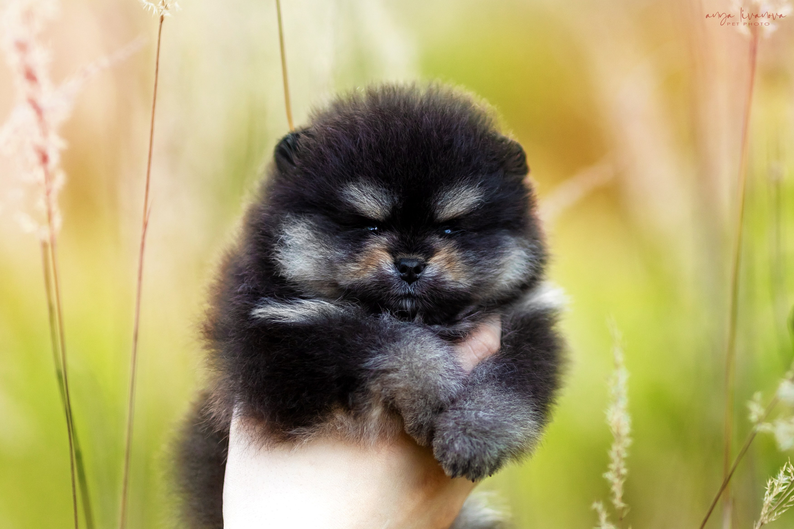 Шпицы. Фотограф анималист Аня Ливанова | Рыбинск