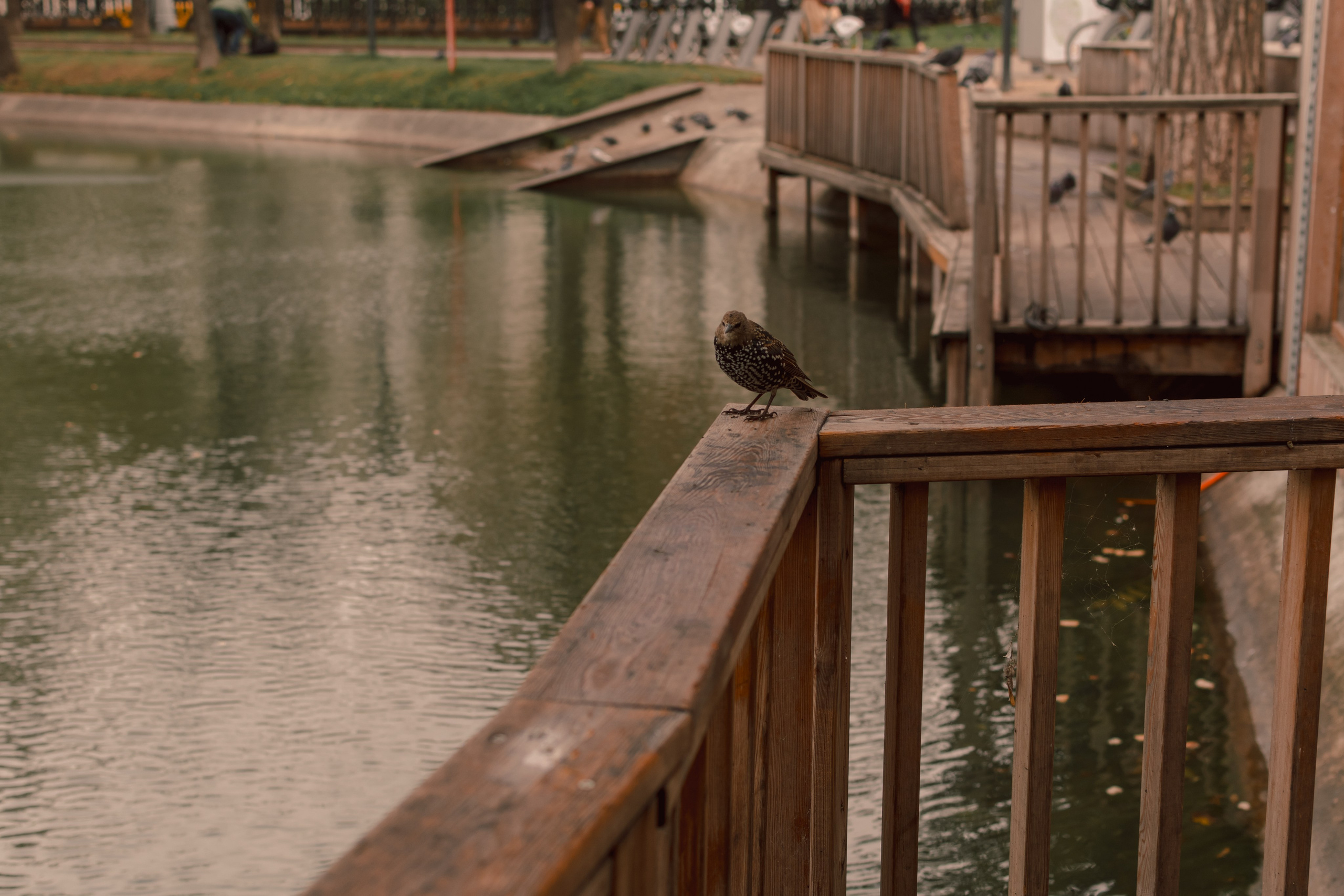 Оксана и Рома. Фотограф в Москве Панина Юлия