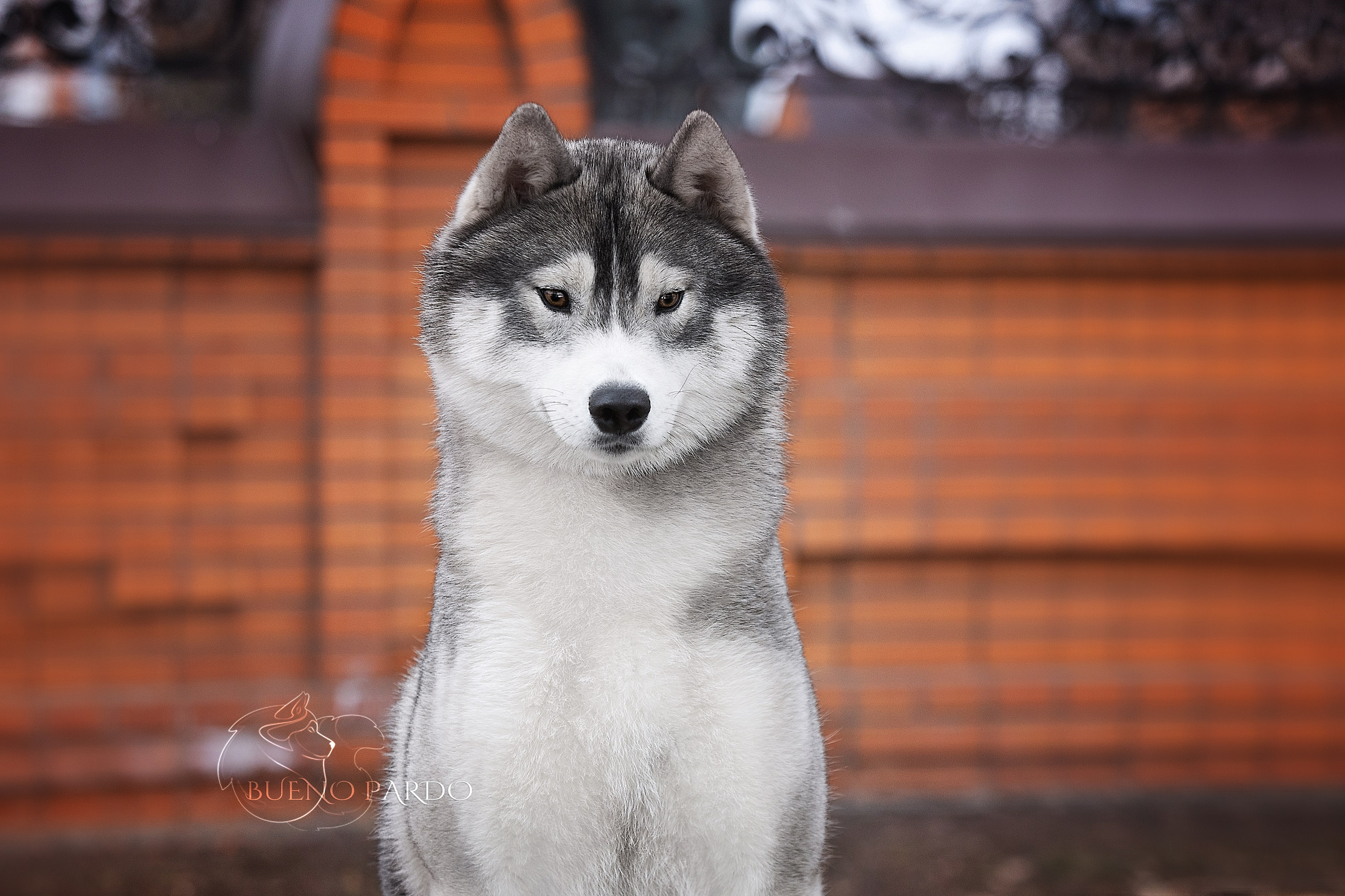 Щенки сибирского хаски из питомника. Питомник собак Акита, Хаски, Корги