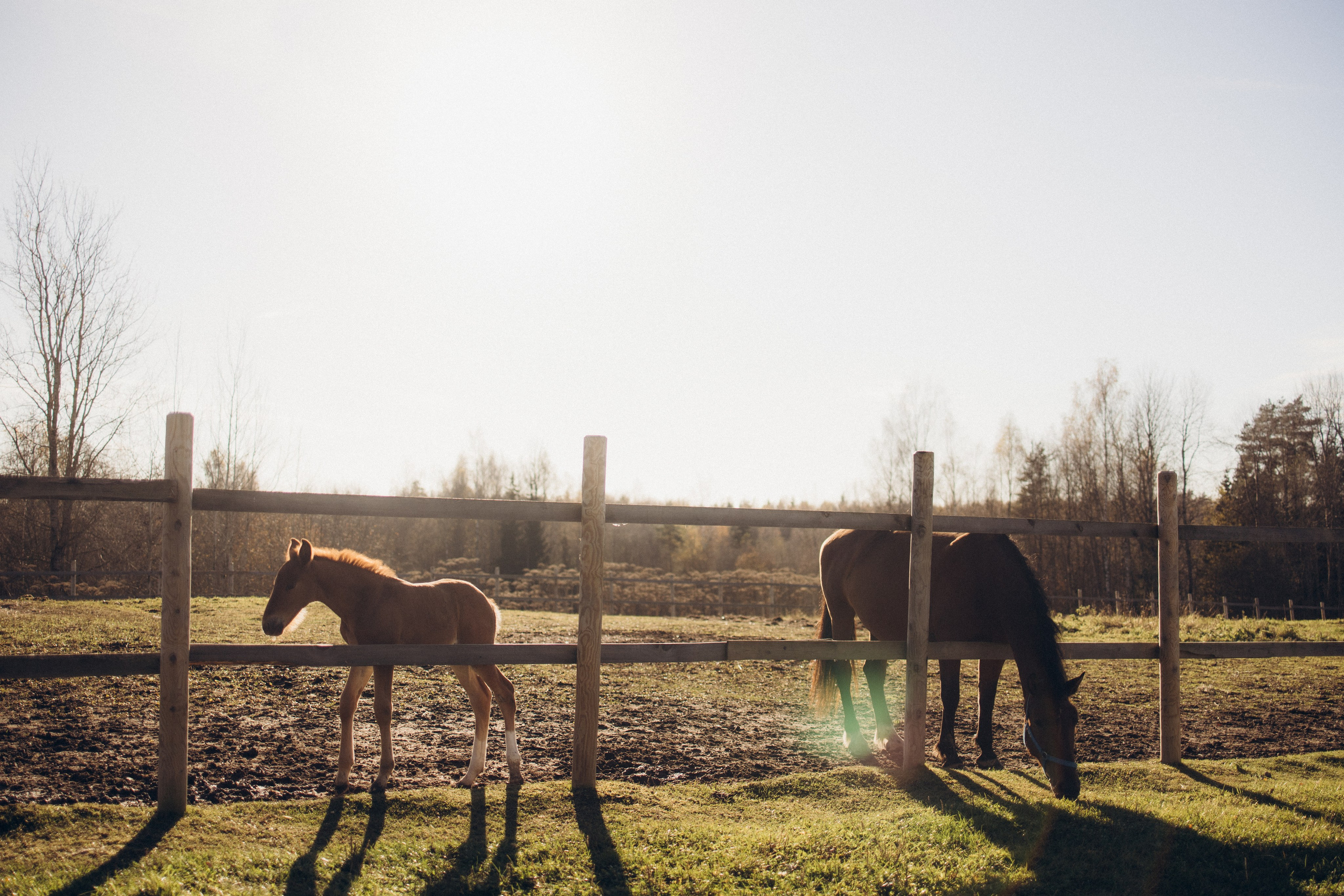 Настя & Аристарх. Ирина Владимирова | Фотограф Санкт-Петербург