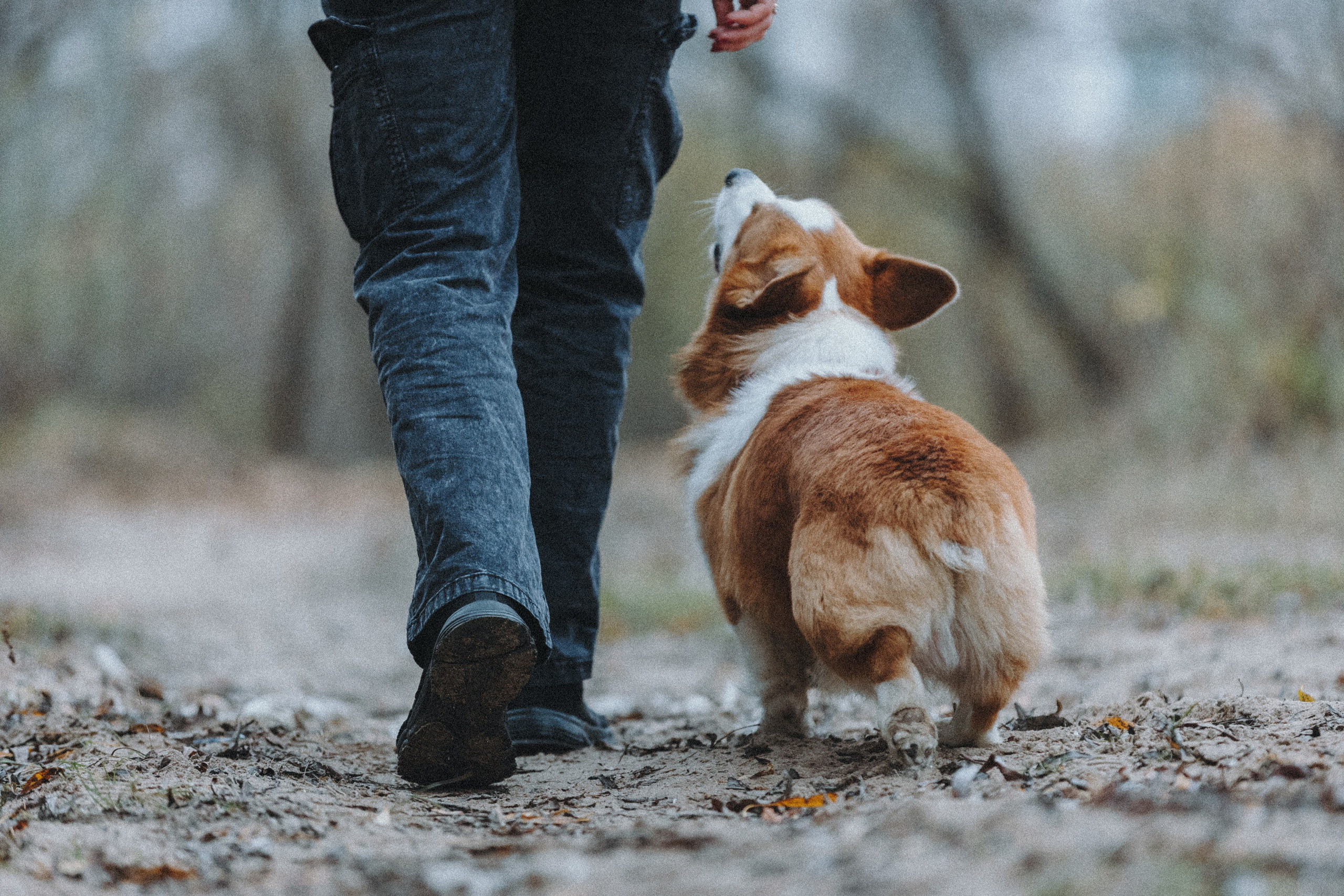 Надя и Перси. Фотограф — анималист Светлана Кысса|фотограф собак в Краснодаре и Нижнем Новгороде