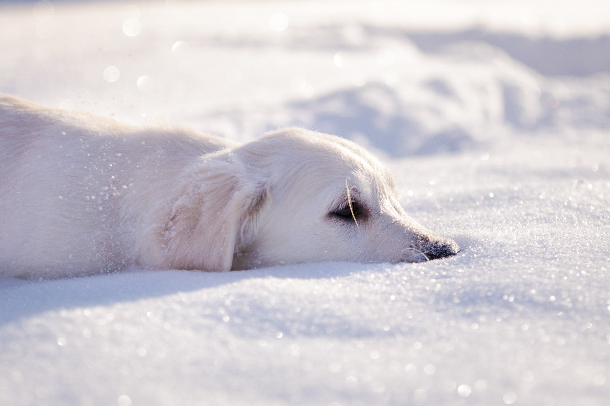 Фотосъёмки щенков. Фотограф-анималист Natalia Deingel | Фотосъемка собак в Москве