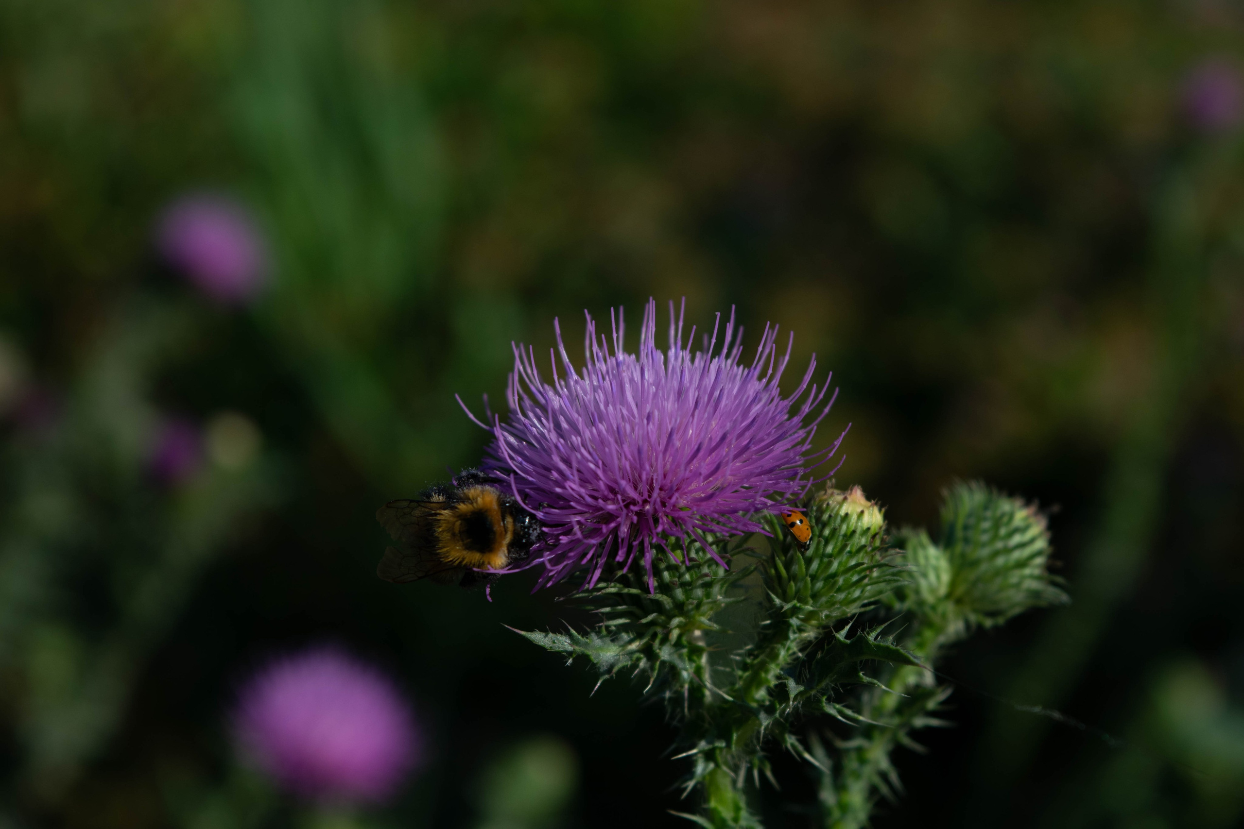 Природа. Фотограф в городе Омске Константин Зоткин